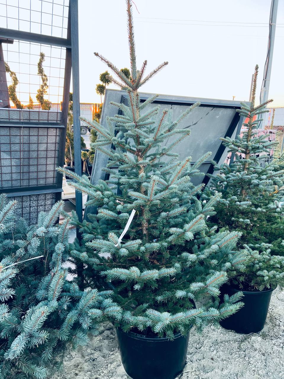Ялина колюча блакитна Picea pungens Glauca Kaibab горщик 45-60л Н-200 см