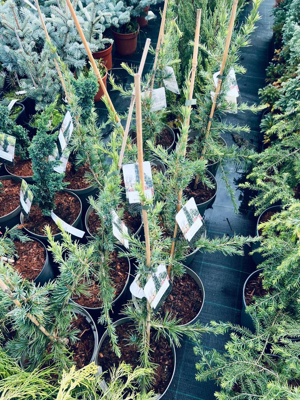 Cedrus deodara Miles High Кедр гімалайський Miles High