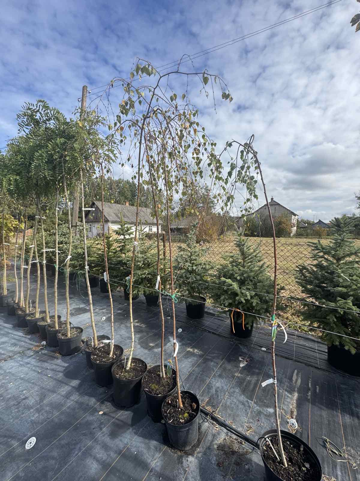 Береза повисла Youngii 3 річна на штамбі, Береза плакуча Юнги, Betula pendula Youngii