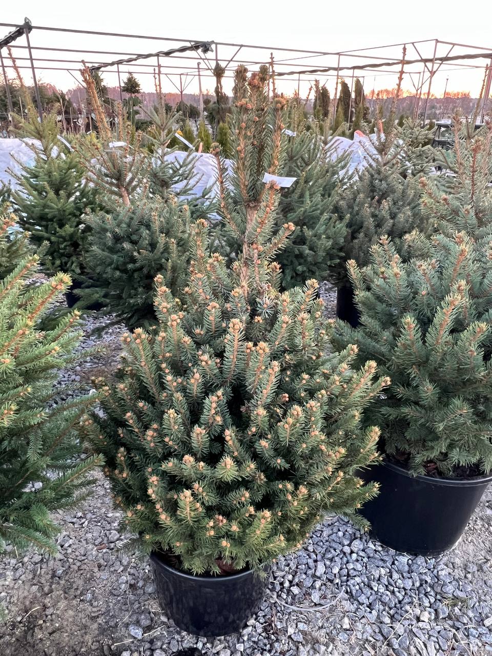 Ялина колюча блакитна Picea pungens Glauca Kaibab горщик 45-60л Н-130 см