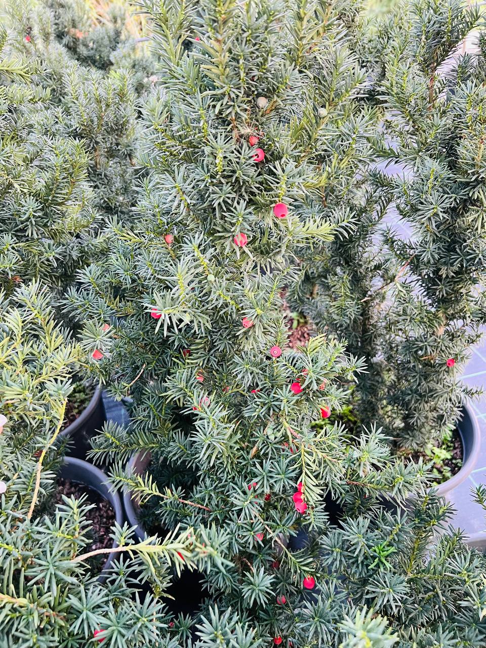 "Тис Хіксі" (Taxus media Hicksii)