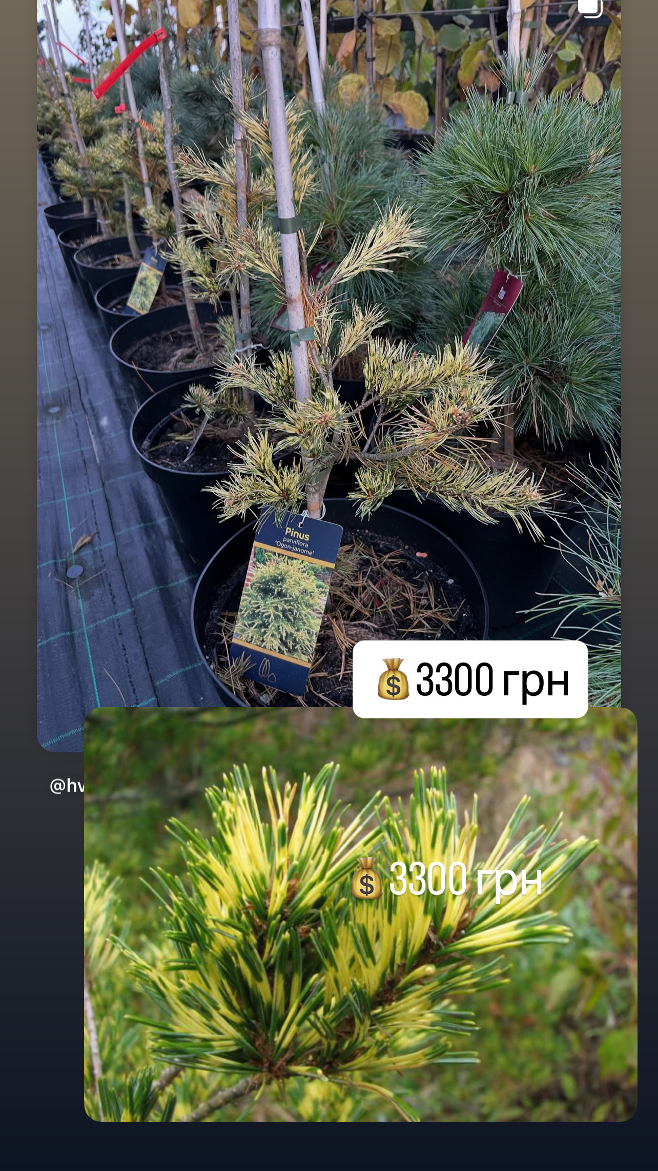Pinus parviflora 'Ogon-janome' Pinus parviflora 'Ogon-janome'