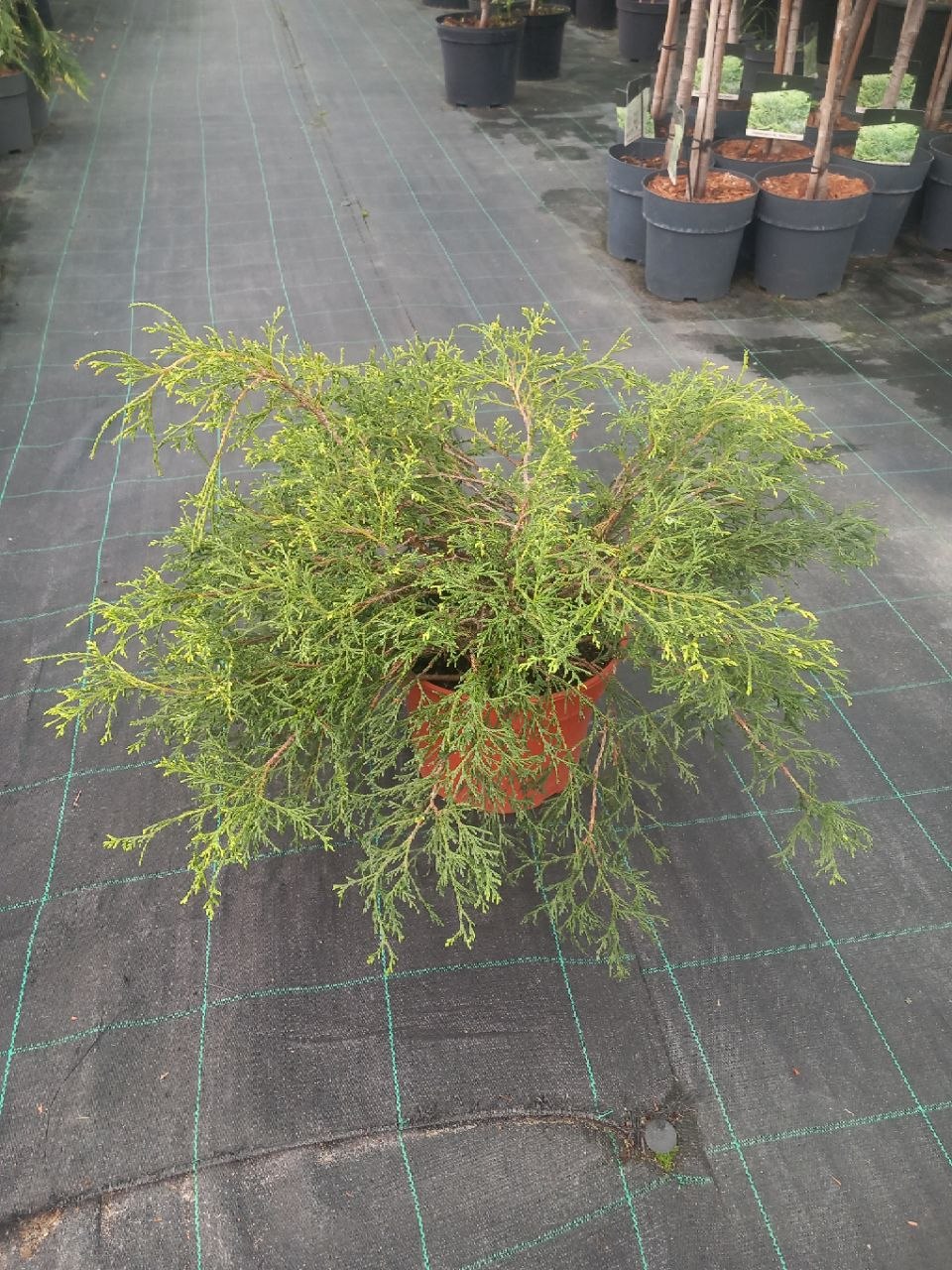 Кипарисовик горохоплідний Філіфера (Chamaecyparis pisifera) 30-60 см