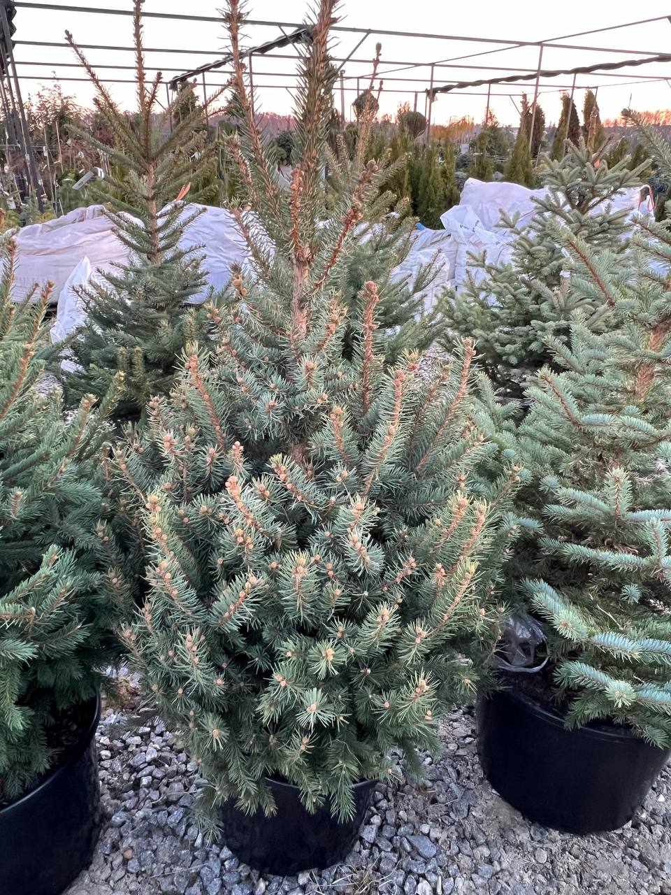Ялина колюча блакитна Picea pungens Glauca Kaibab горщик 45-60л Н-150 см