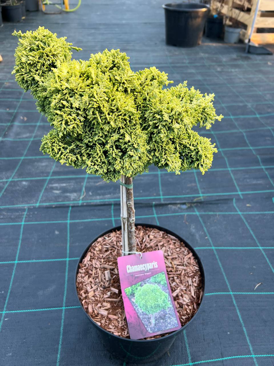 Chamaecyparis lawsoniana bregeon Кипарисовик на штамбі Брегон / С7,5 / h 40 /