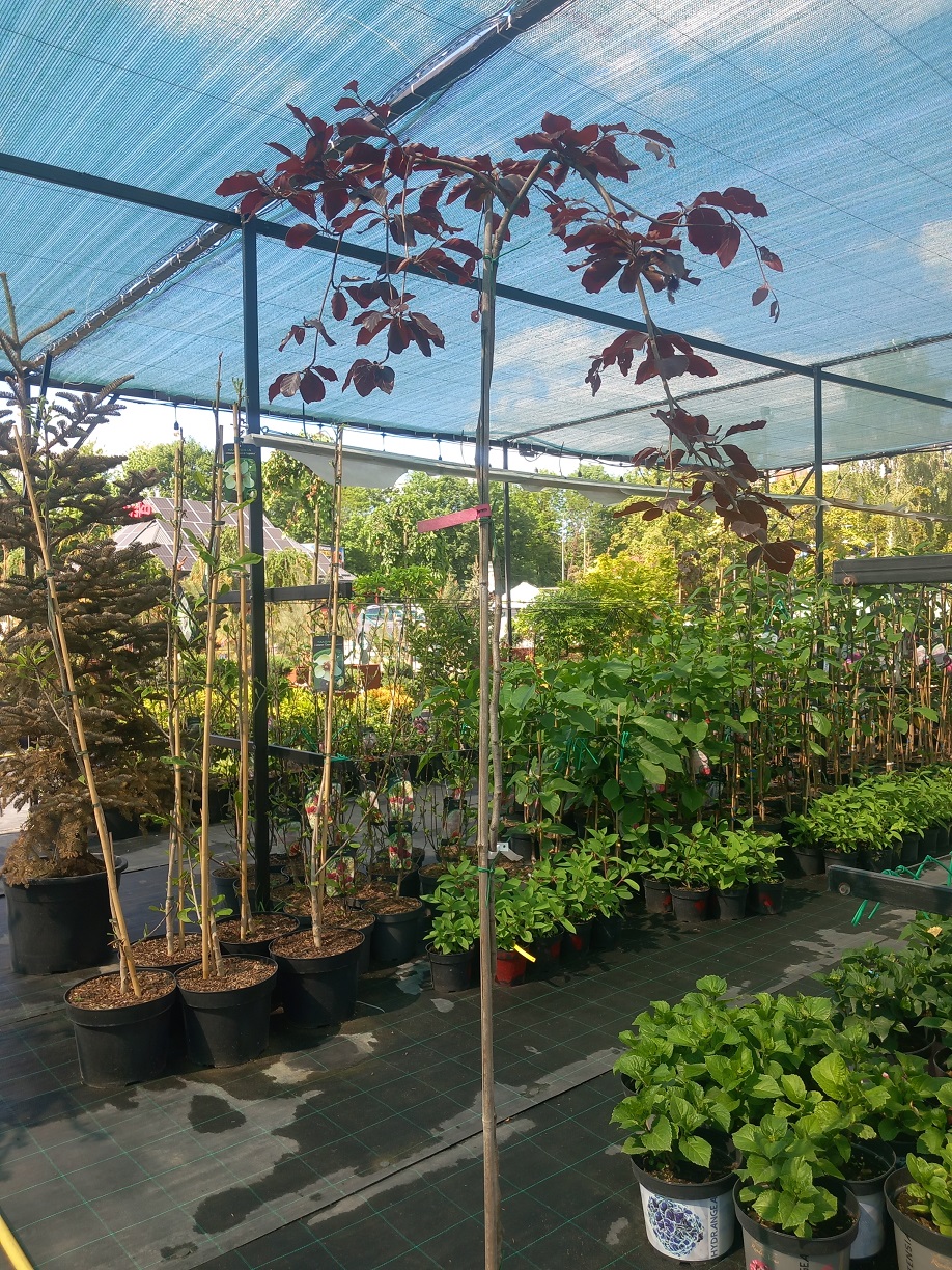 Бук лісовий «Пурпуровий Плакучий» (Fagus sylvatica 'Purpurea Pendula') 180см