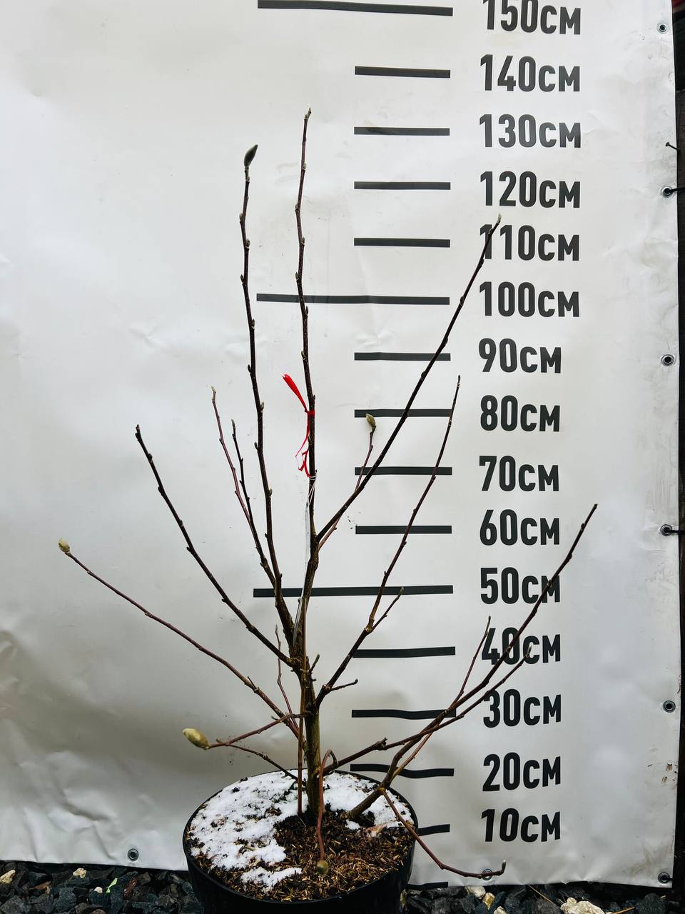 Magnolia loebneri 'Wildcat', Магнолія Лебнера 'Вайлдкет' 130 см