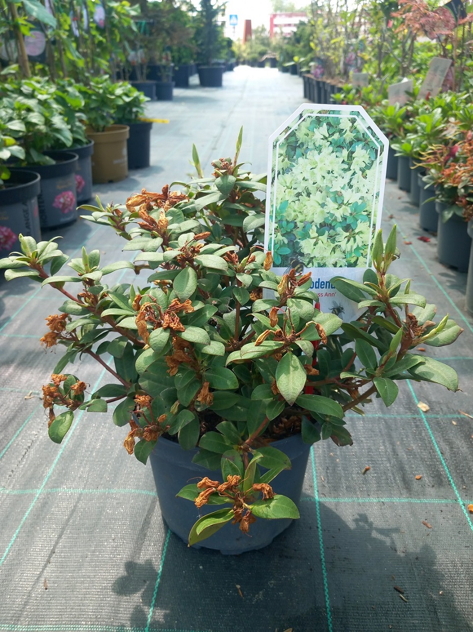 Рододендрон «Принцеса Анна» (Rhododendron 'Princess Anne') C3 30 см