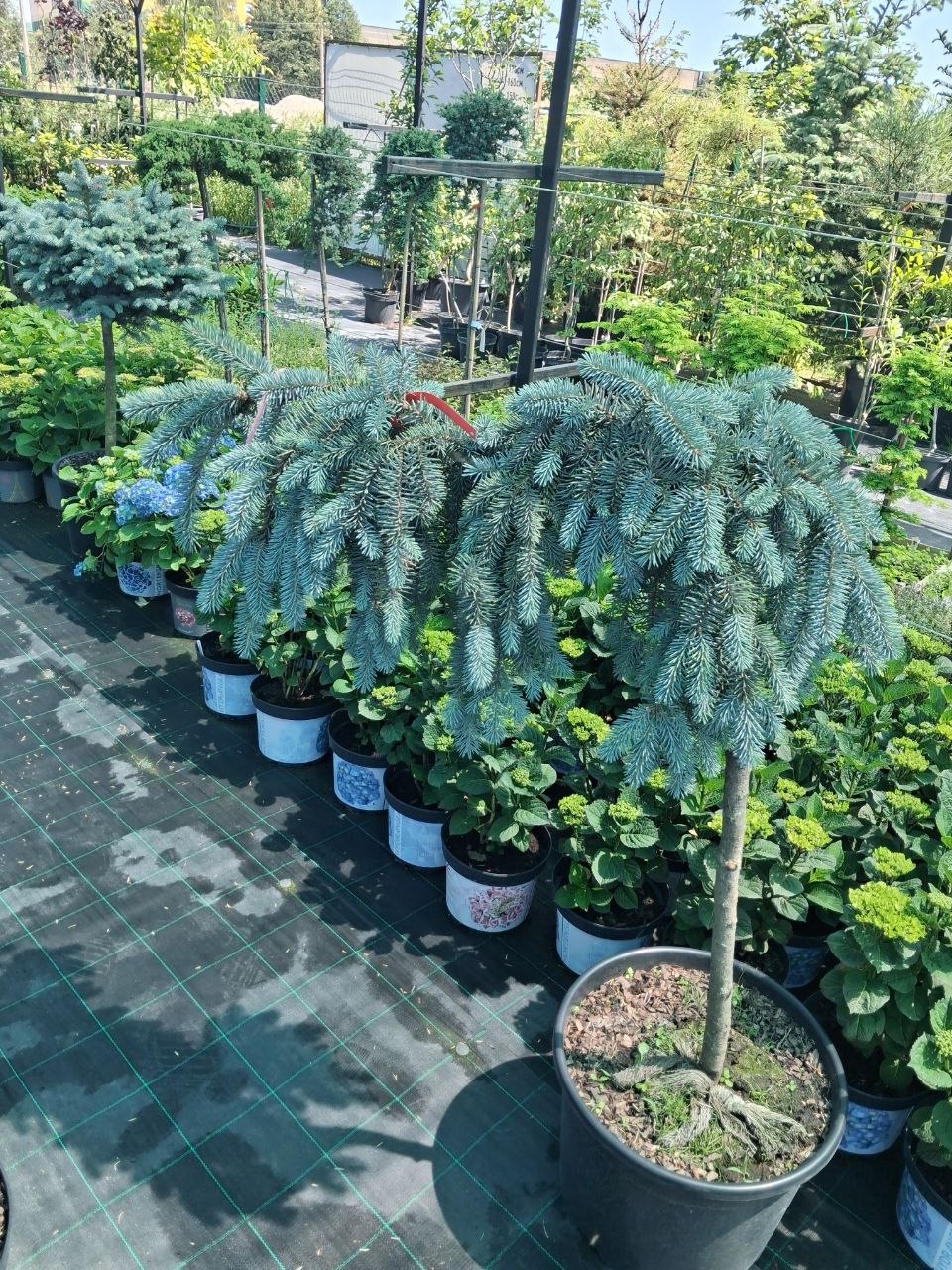Ялина колюча Зе Блюз (Picea pungens The Blues) 100 см