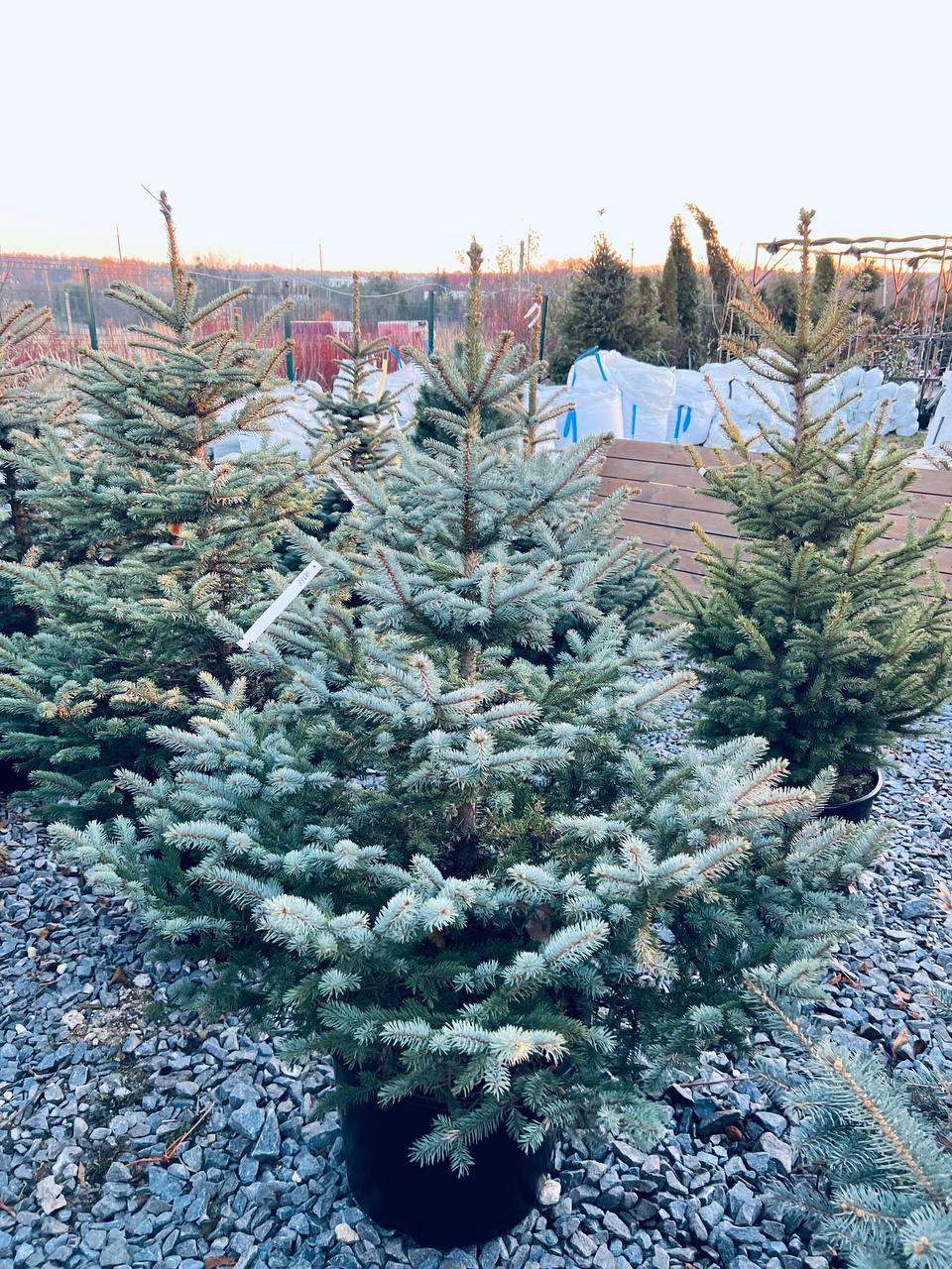 Ялина колюча блакитна Picea pungens Glauca Kaibab горщик 45-60л Н-180см