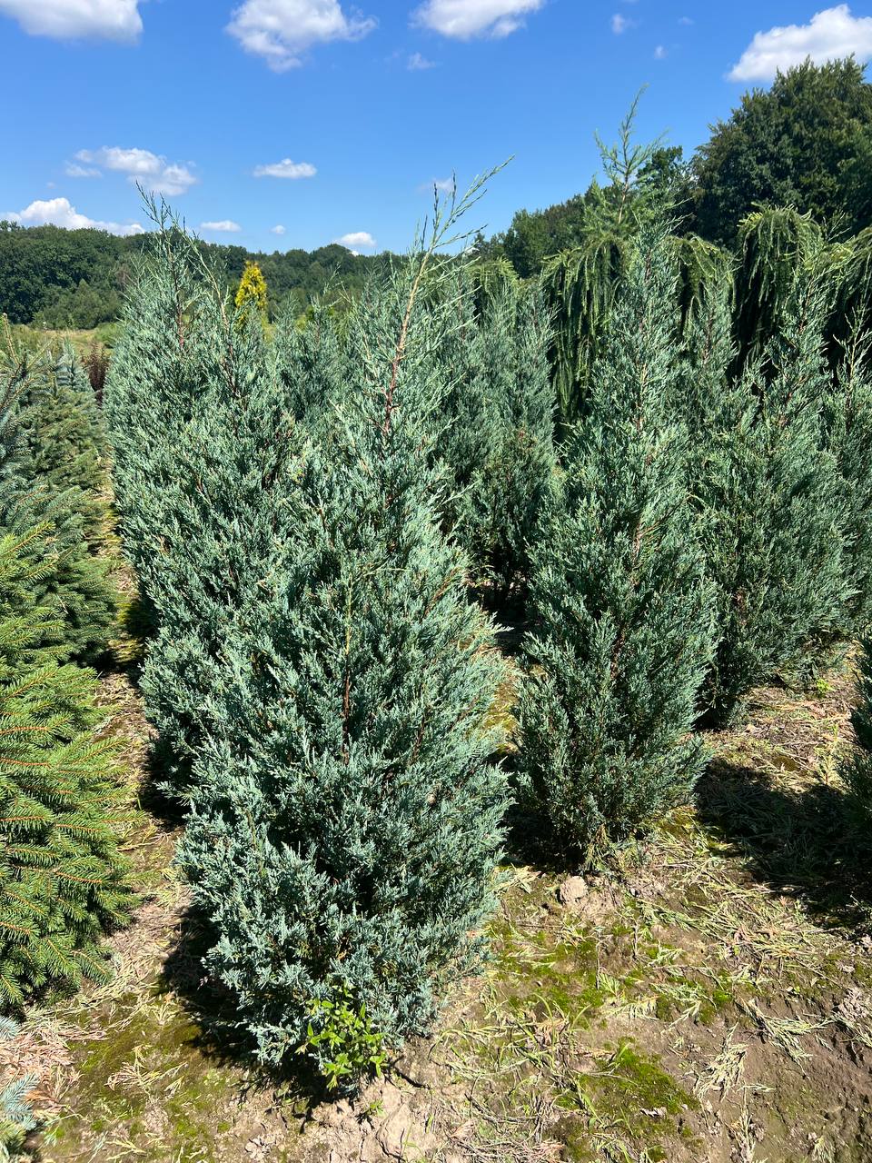 Ялівець китайський «Спартан»
