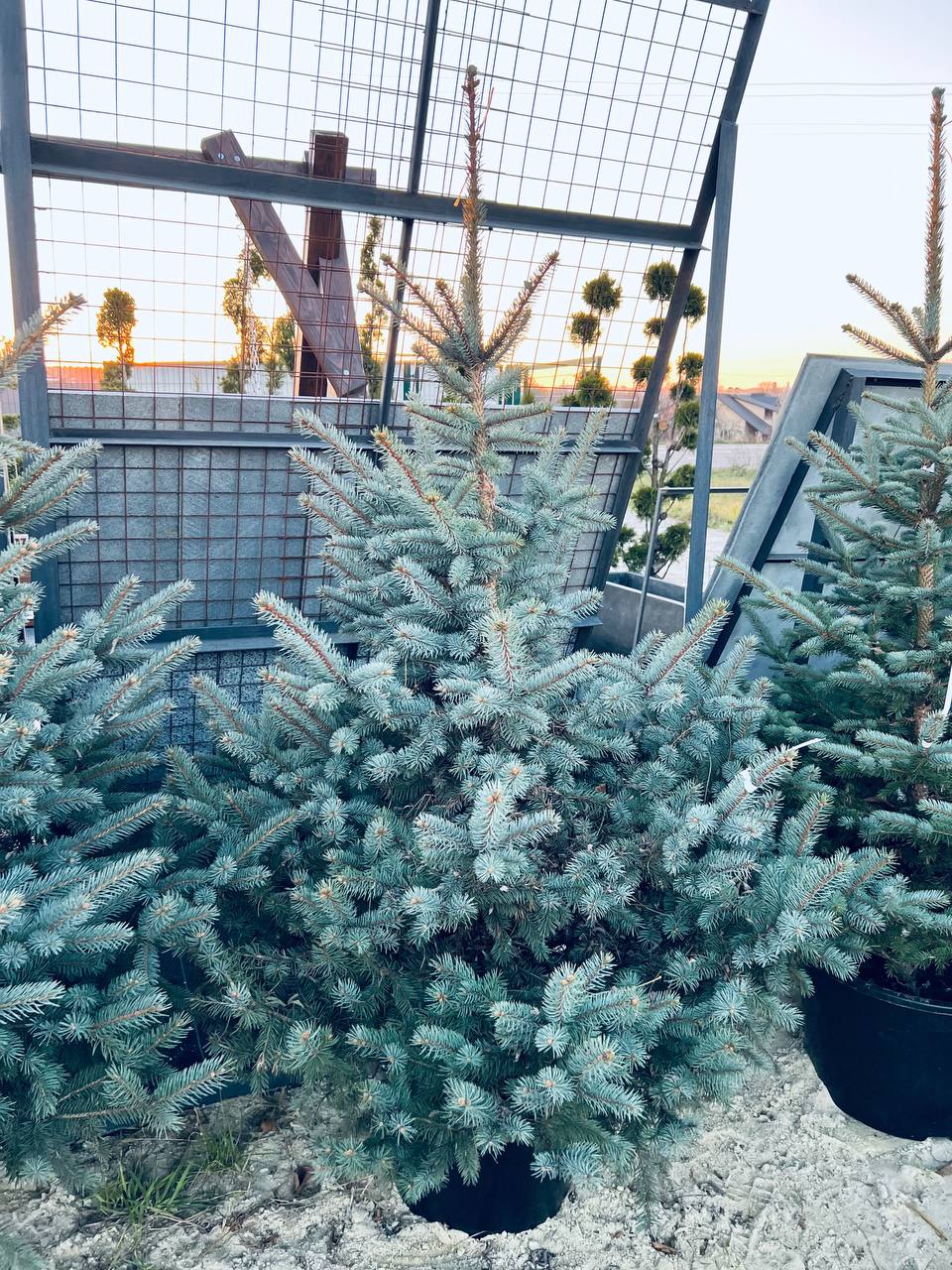 Ялина колюча блакитна Picea pungens Glauca Kaibab горщик 60л