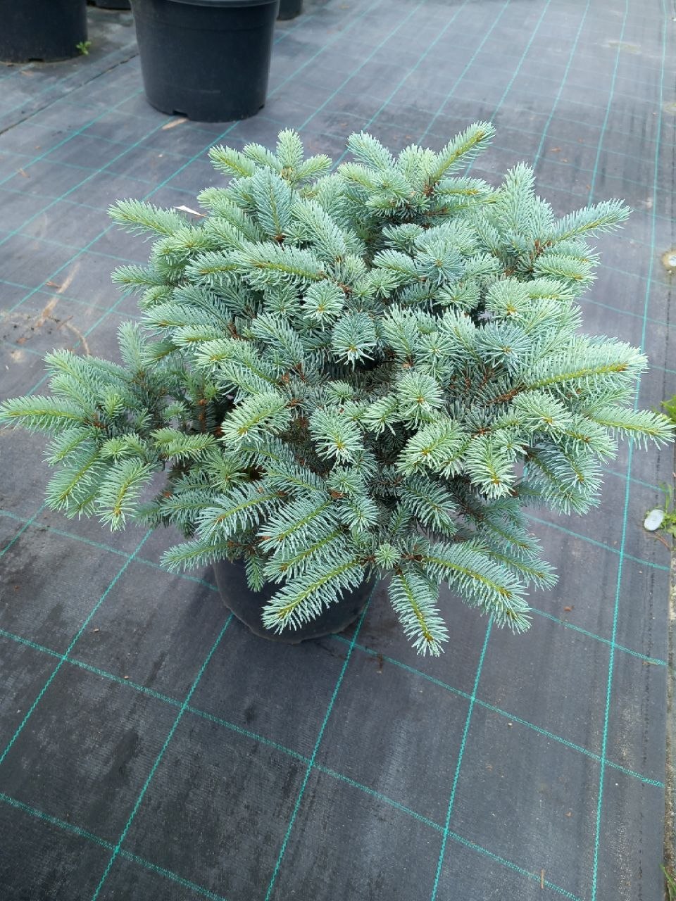 Ялина колюча Глаука Глобоза (Picea pungens) 40 см