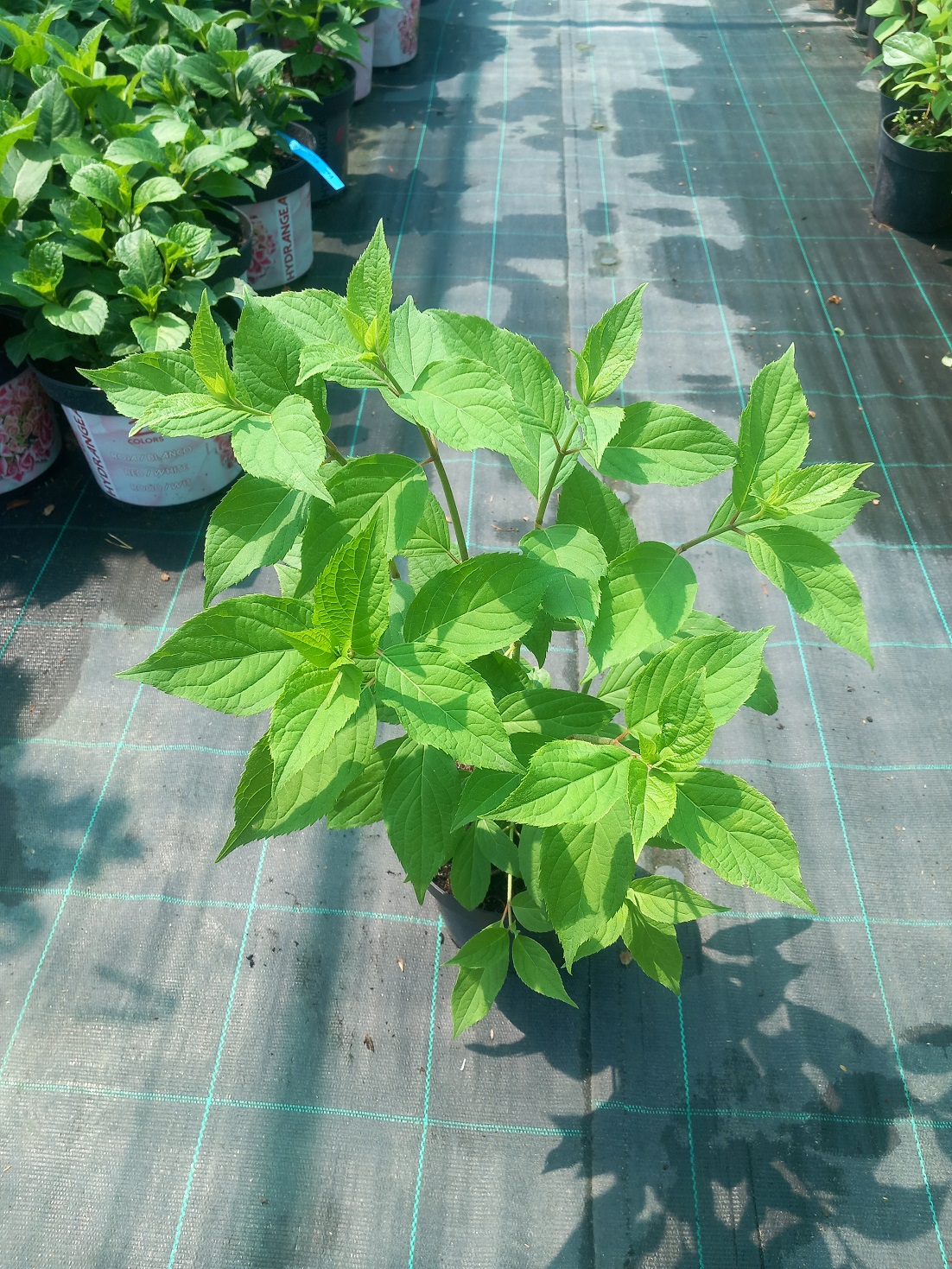 Гортензія волотиста «Фантом» (лат. Hydrangea paniculata 'Phantom') 40 см