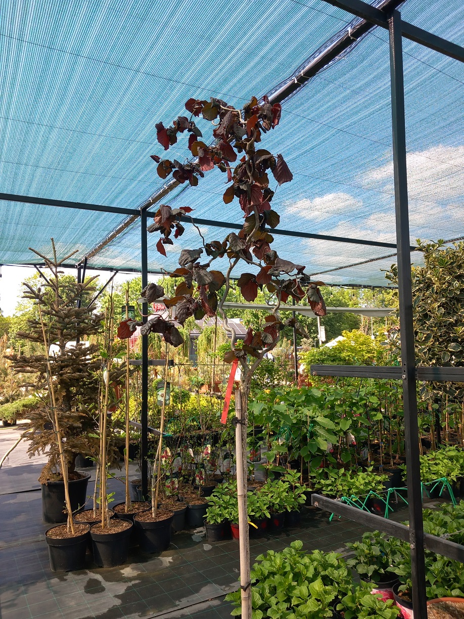 Ліщина звичайна «Червоне Величчя» (Corylus avellana 'Red Majestic') 190-200 см