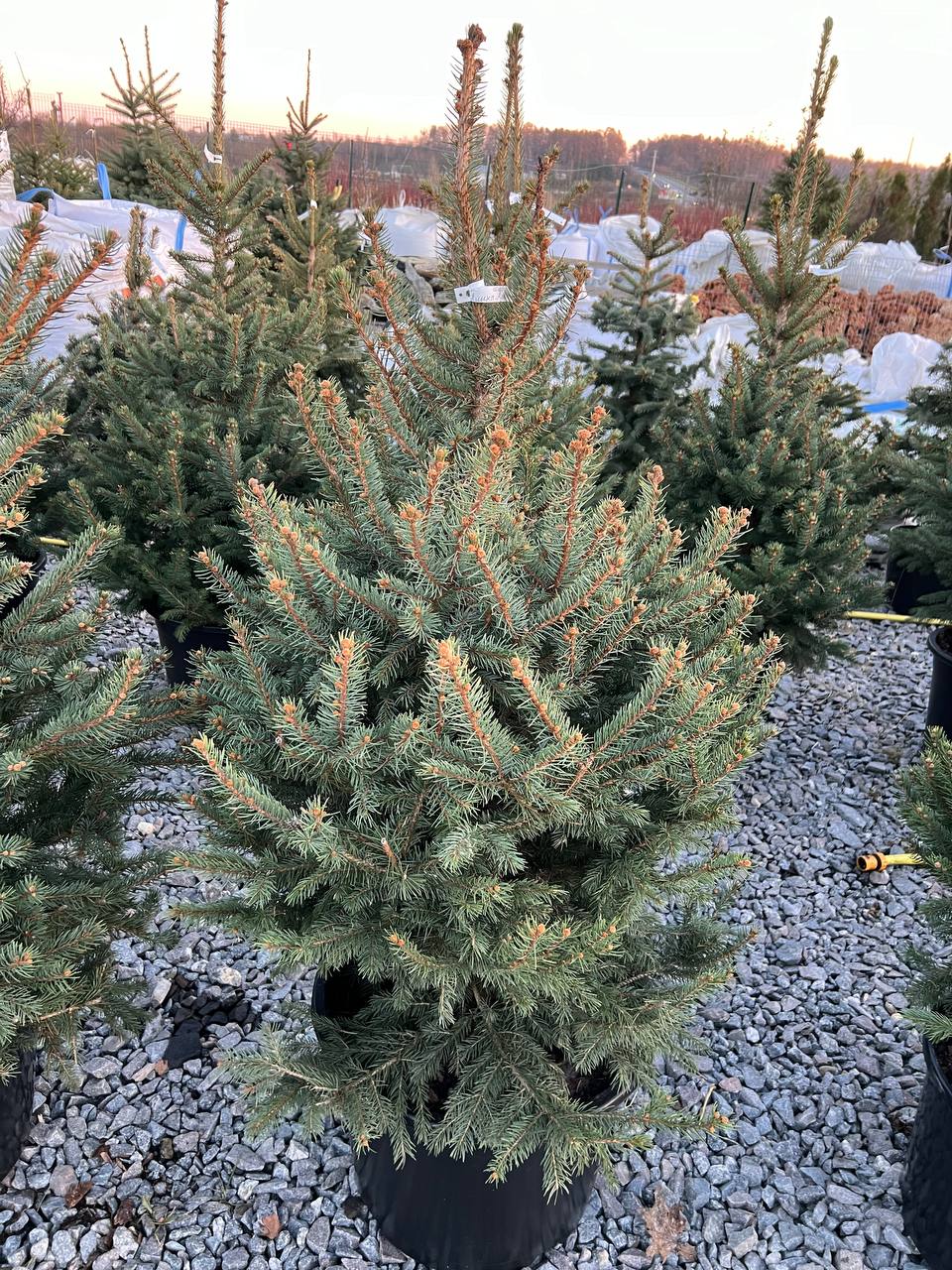 Ялина колюча блакитна Picea pungens Glauca Kaibab горщик 45-60л Н-150-160см