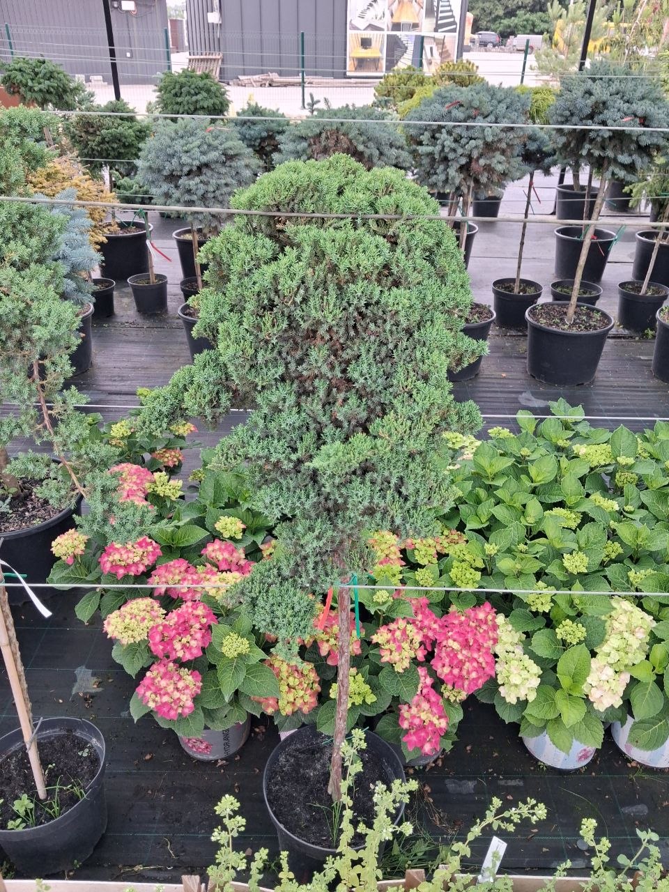 Ялівець лежачий Прокумбенс Нана на штамбі (Juniperus procumbens Nana) 120 см