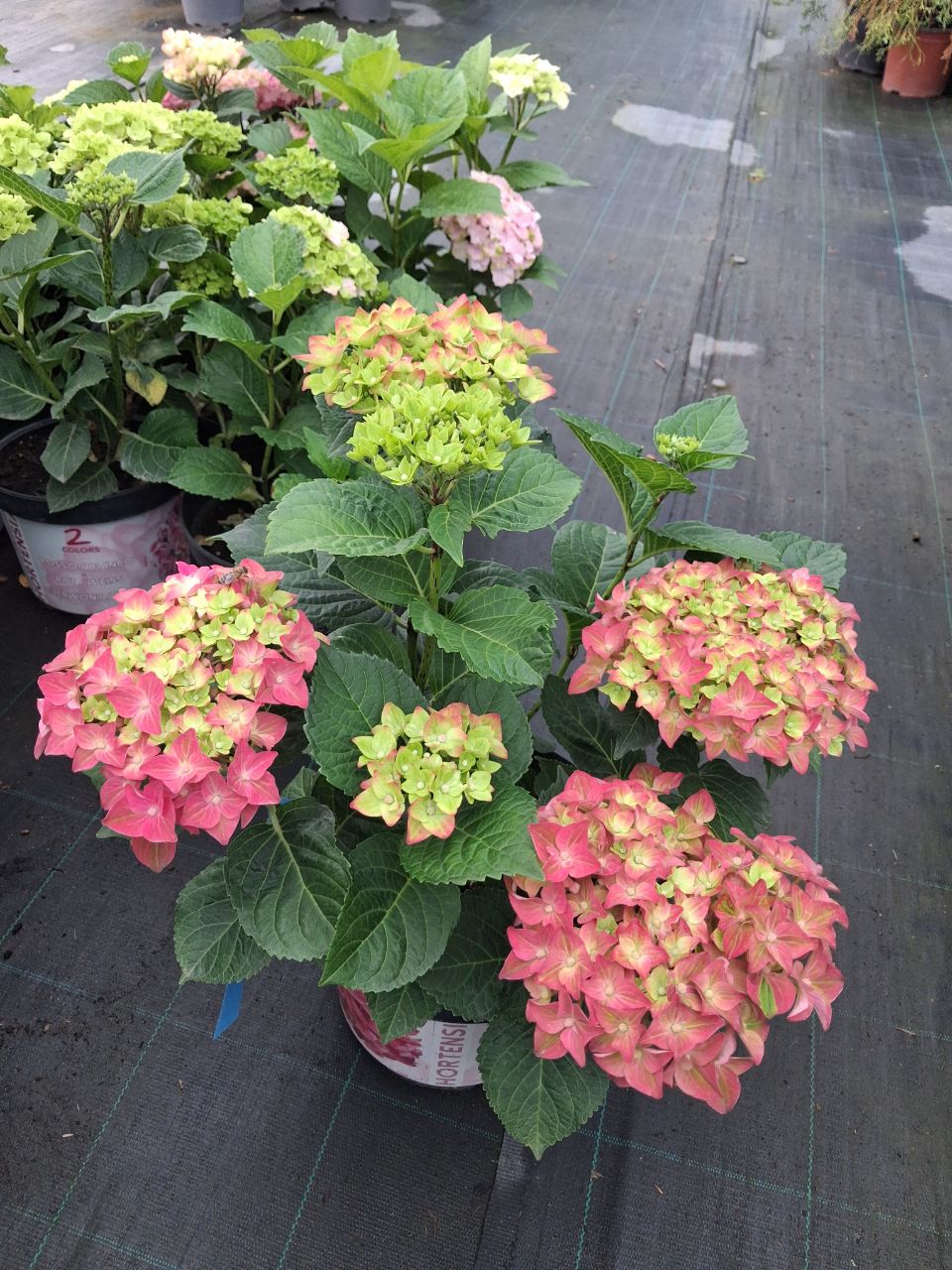 Гортензія великолисткова Рембрандт® Россо Глорі / Hydrangea macrophylla Rembrandt® Rosso Glory 40 см