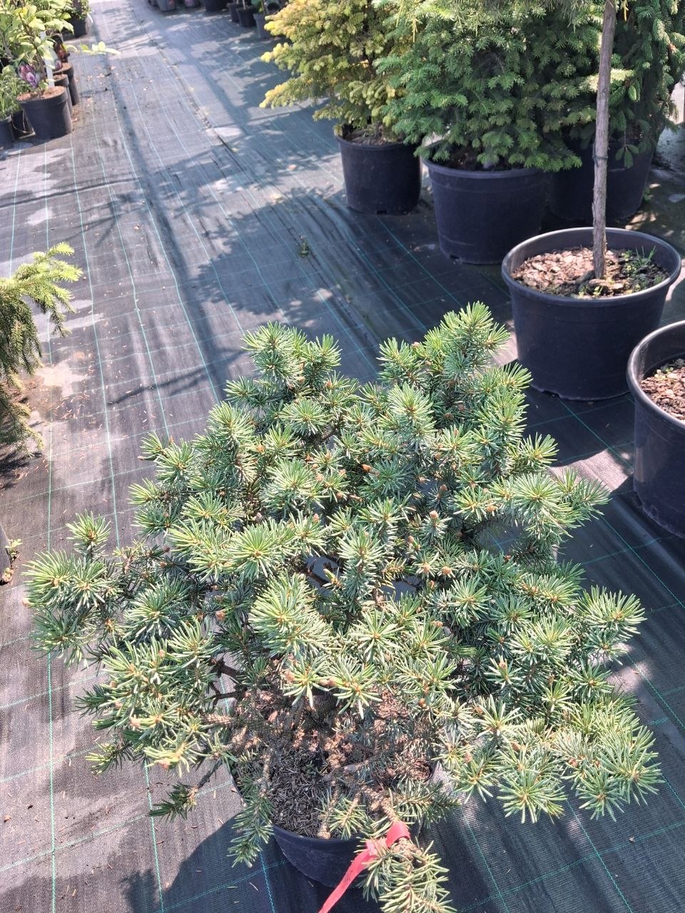 Ялина колюча Блу Вотерс (Picea pungens Blue Waters) 50 см
