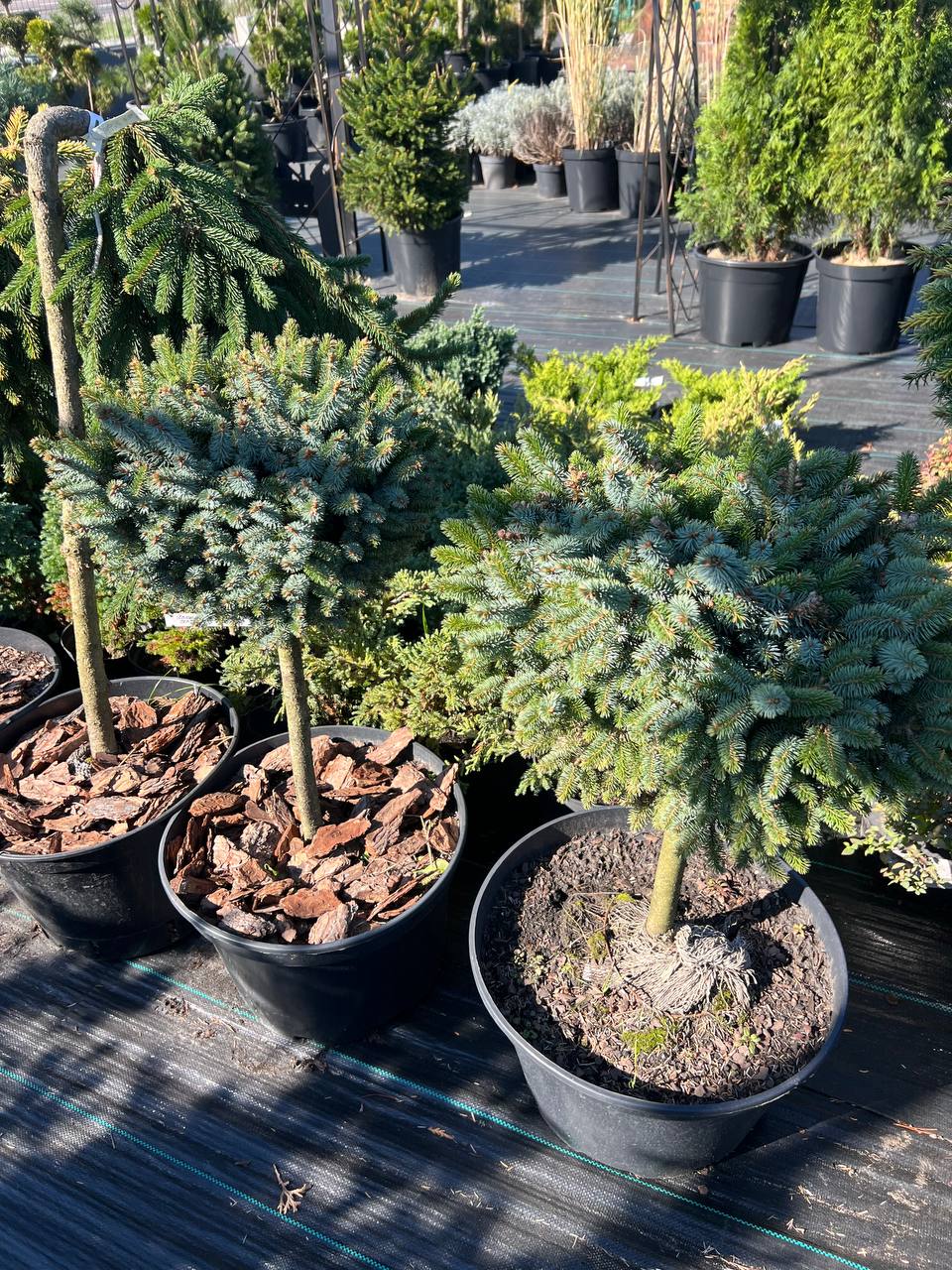 Picea pungens Blue Kissen  на штамбі