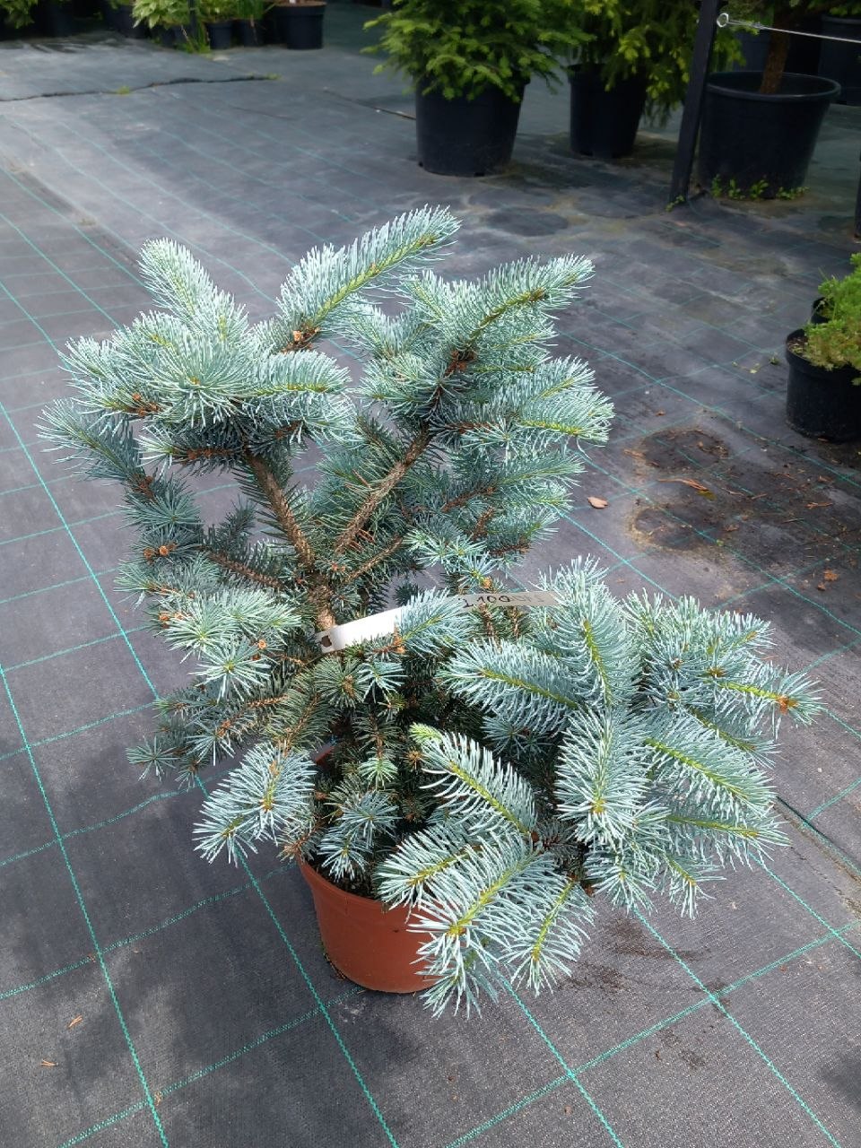 Ялина колюча Глаука Глобоза (Picea pungens) 50 см