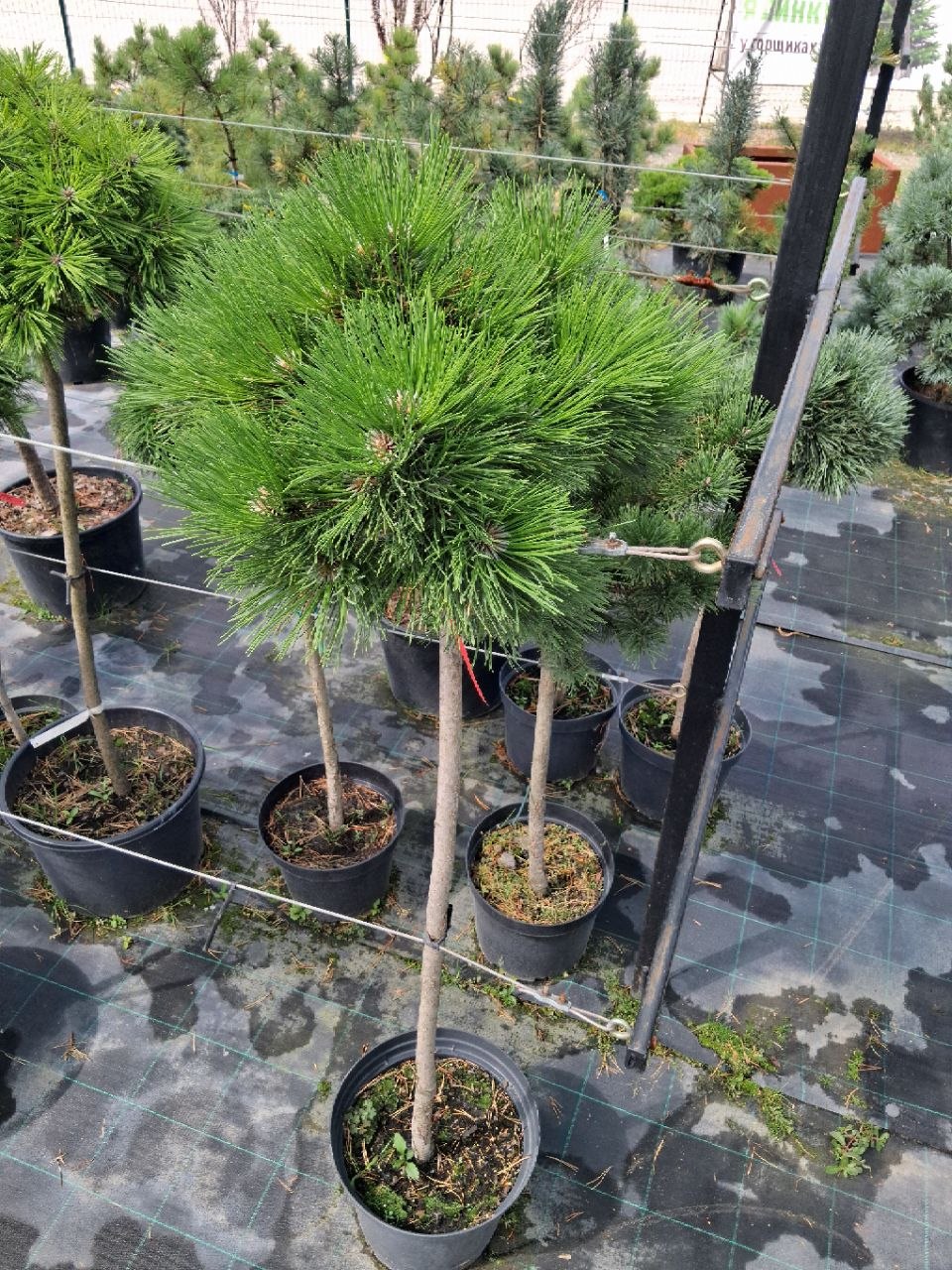 Сосна чорна Cebennensis Nana (лат. Pinus nigra 'Cebennensis Nana') 140 см