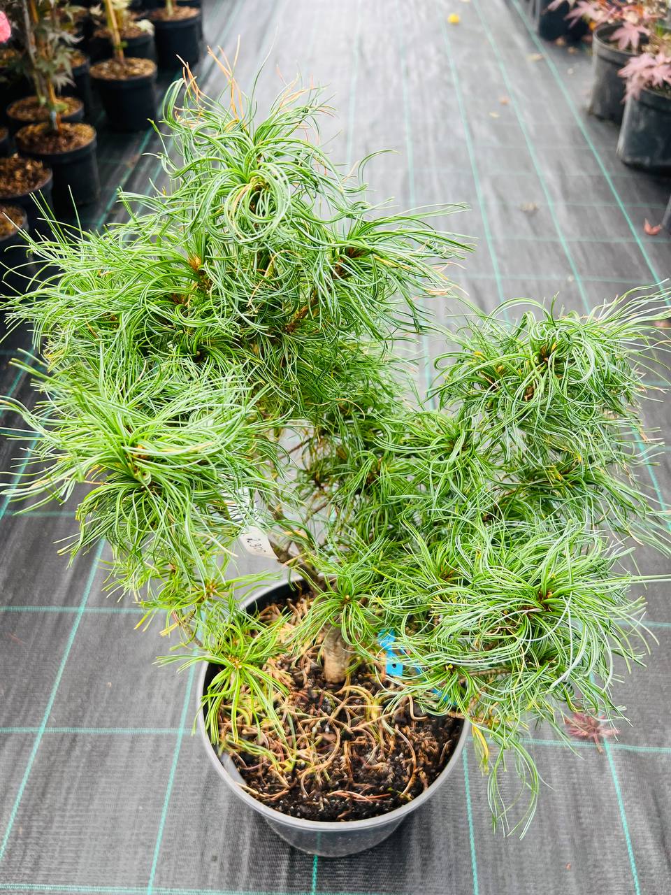 Сосна Мині Твіст (Pinus Strobus Mini Twist)