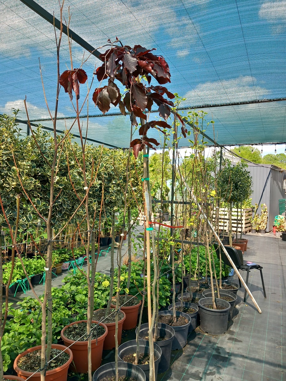 Бук лісовий «Пурпуровий Плакучий» (Fagus sylvatica 'Purpurea Pendula') 190-200 см