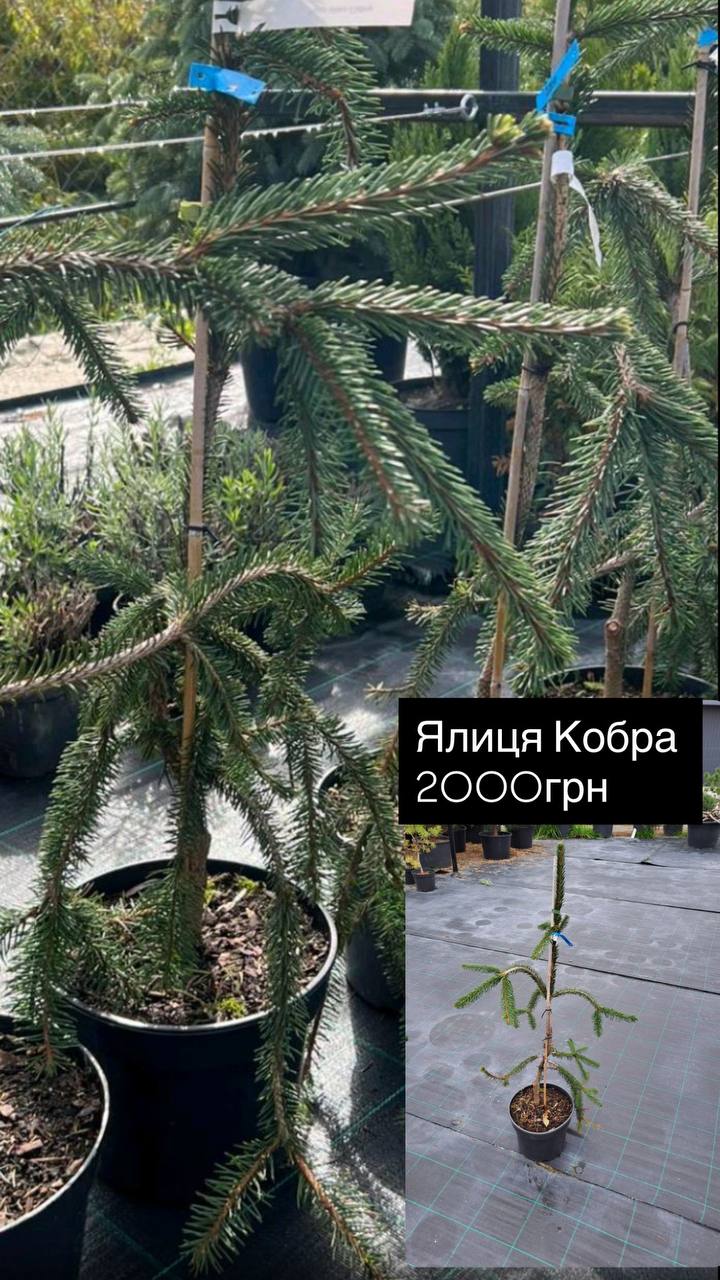 Picea abies Cobra Ялина звичайна Cobra