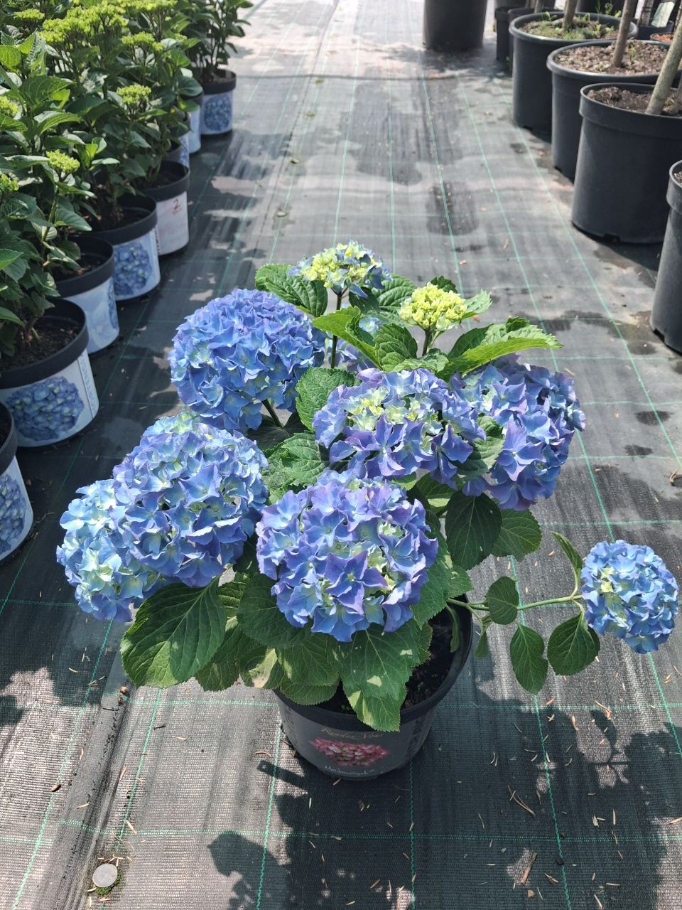 Гортензія великолисткова Фріпон Блю (Hydrangea macrophylla Fripon® Blue) 40 см