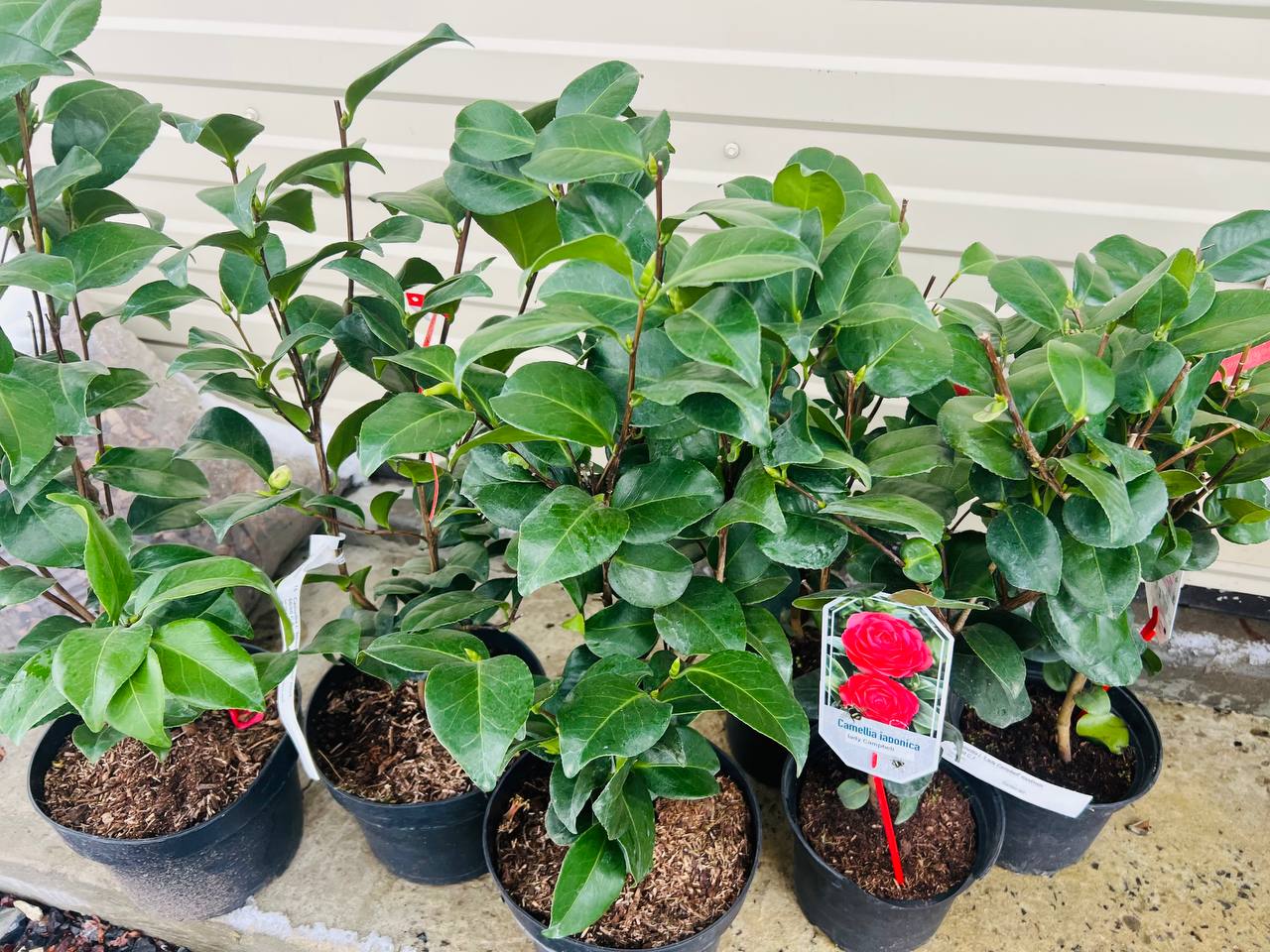 Camellia j. 'Blood of China' rood  60/80 C.5