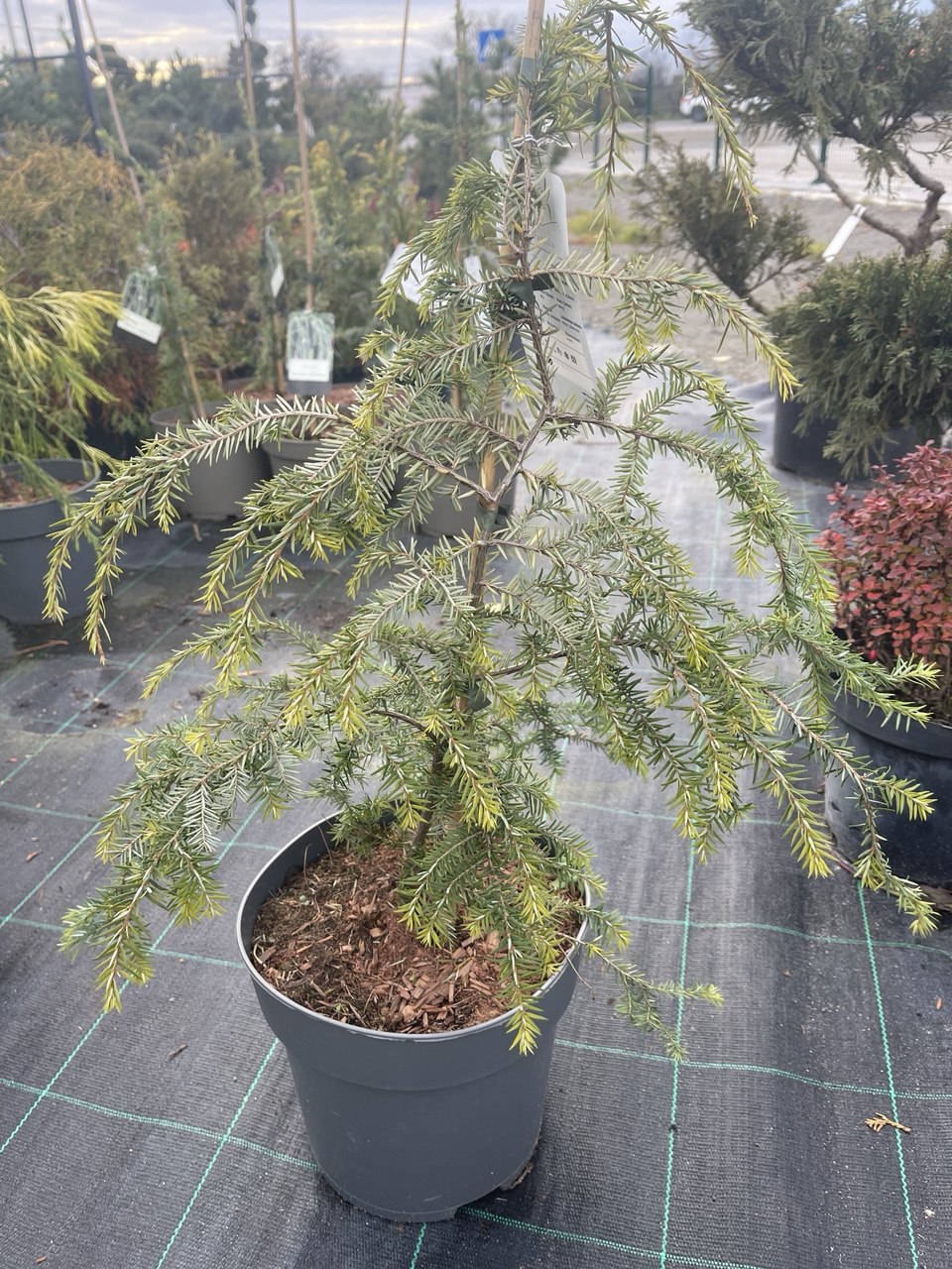 Тсуга канадська ’Pendula’ Tsuga canadensis ’Pendula’