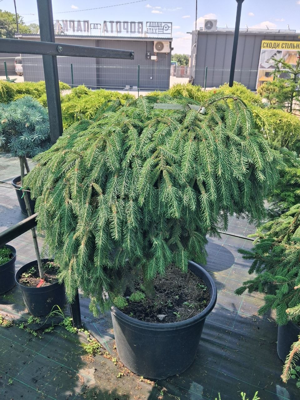 Ялина звичайна Форманек на штамбі (Picea abies Formanek) в 90 см ш 80 см