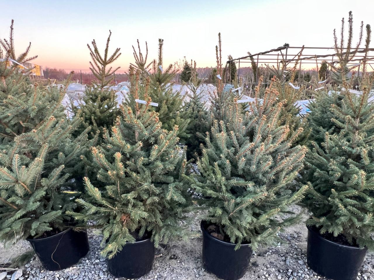 Ялина колюча блакитна Picea pungens Glauca Kaibab горщик 45-60л Н130-170 см