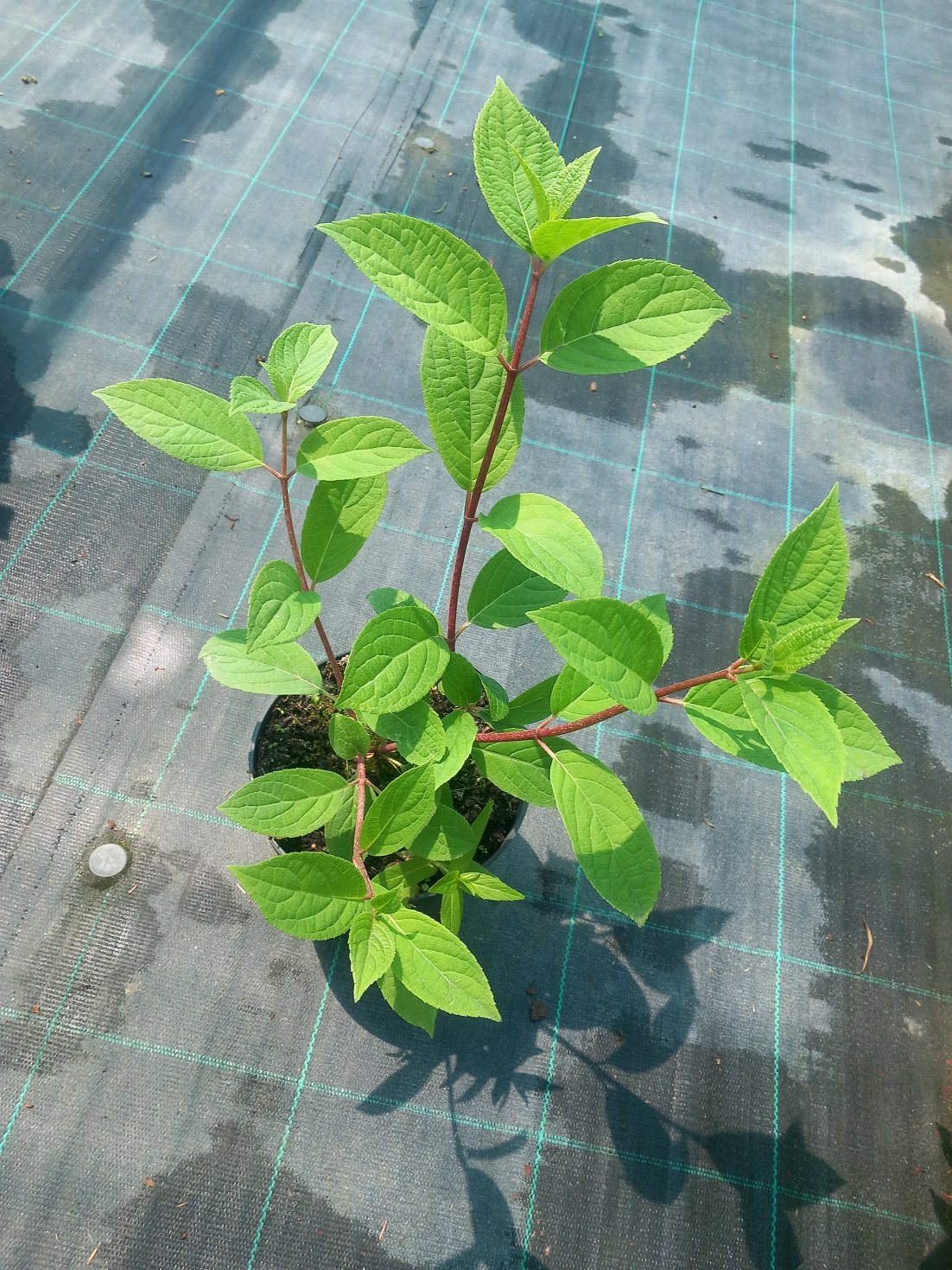 Гортензія волотиста «Вімс Ред» (лат. Hydrangea paniculata 'Wim's Red') 30 см
