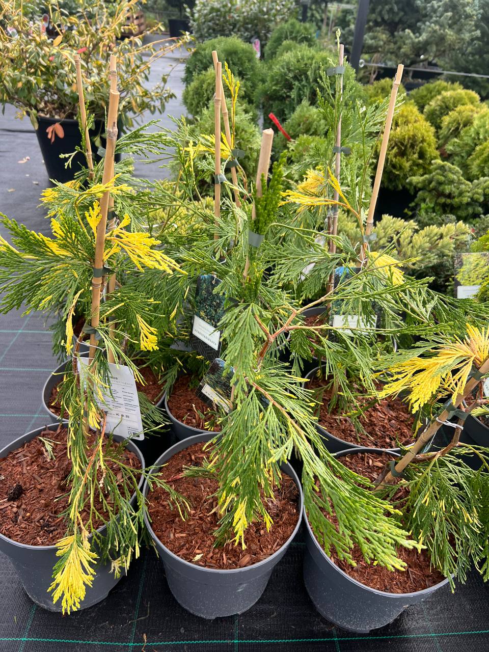 Calocedrus decurrens 'Aureovariegata'  Калоцедрус Ауреовариегата / h 60-80 /