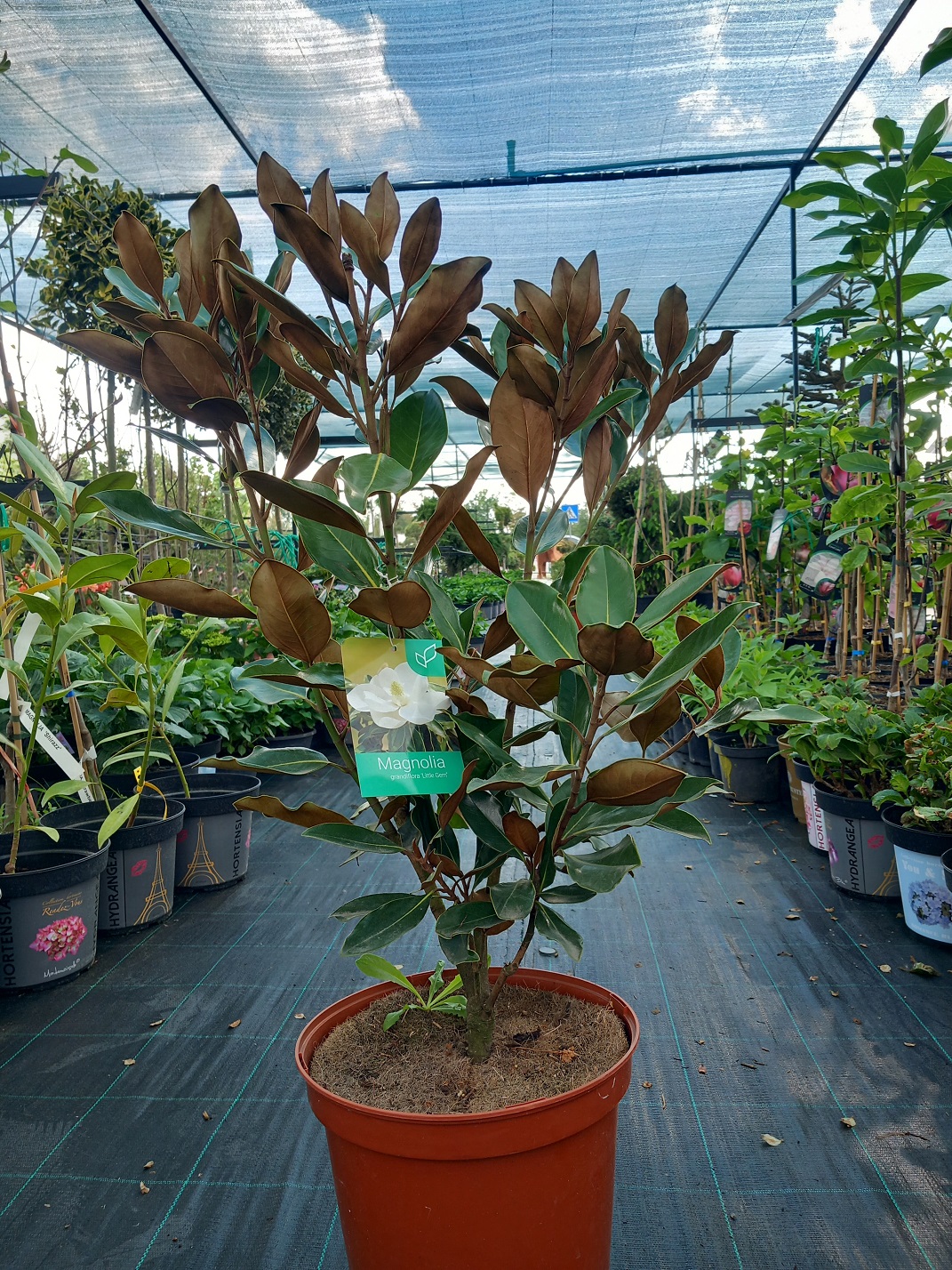 Магнолія грандіфлора Літл Джем (Magnolia grandiflora 'Little Gem') 70-80 см