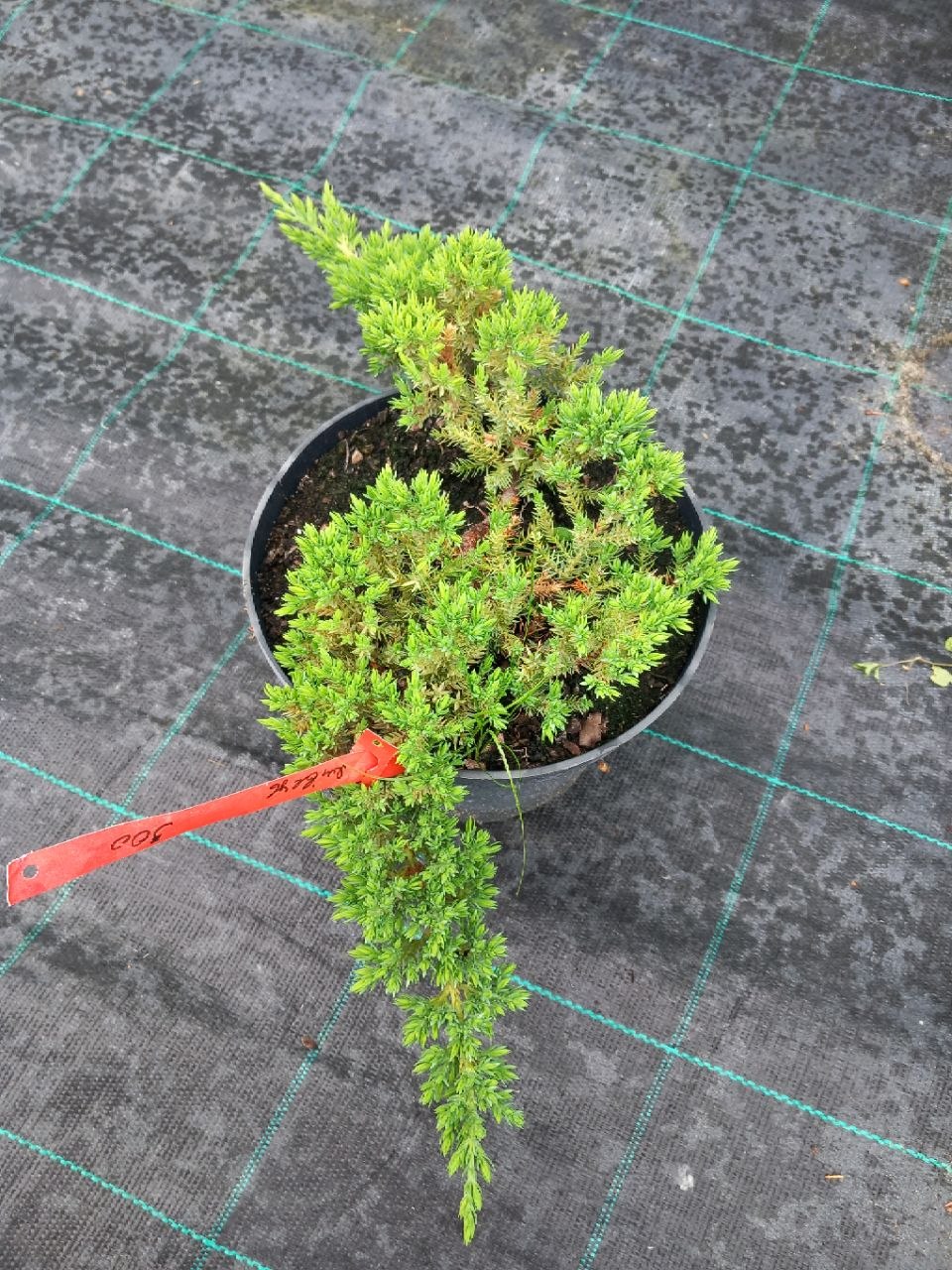 Ялівець лежачий Прокумбенс Нана (Juniperus procumbens) 10-50 см