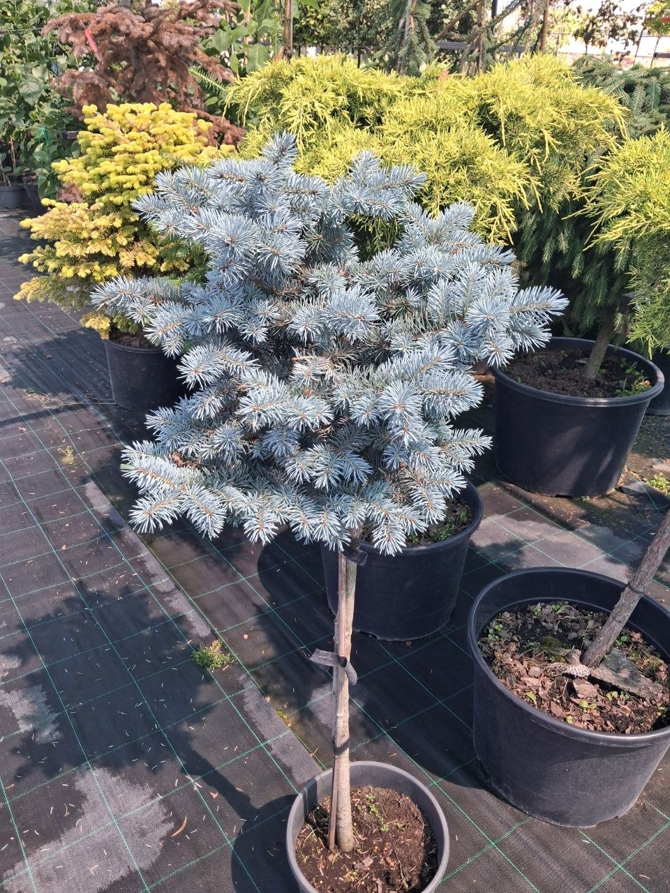 Ялина колюча Глаука Глобоза на штамбі (Picea pungens Glauca Globosa) 100 см