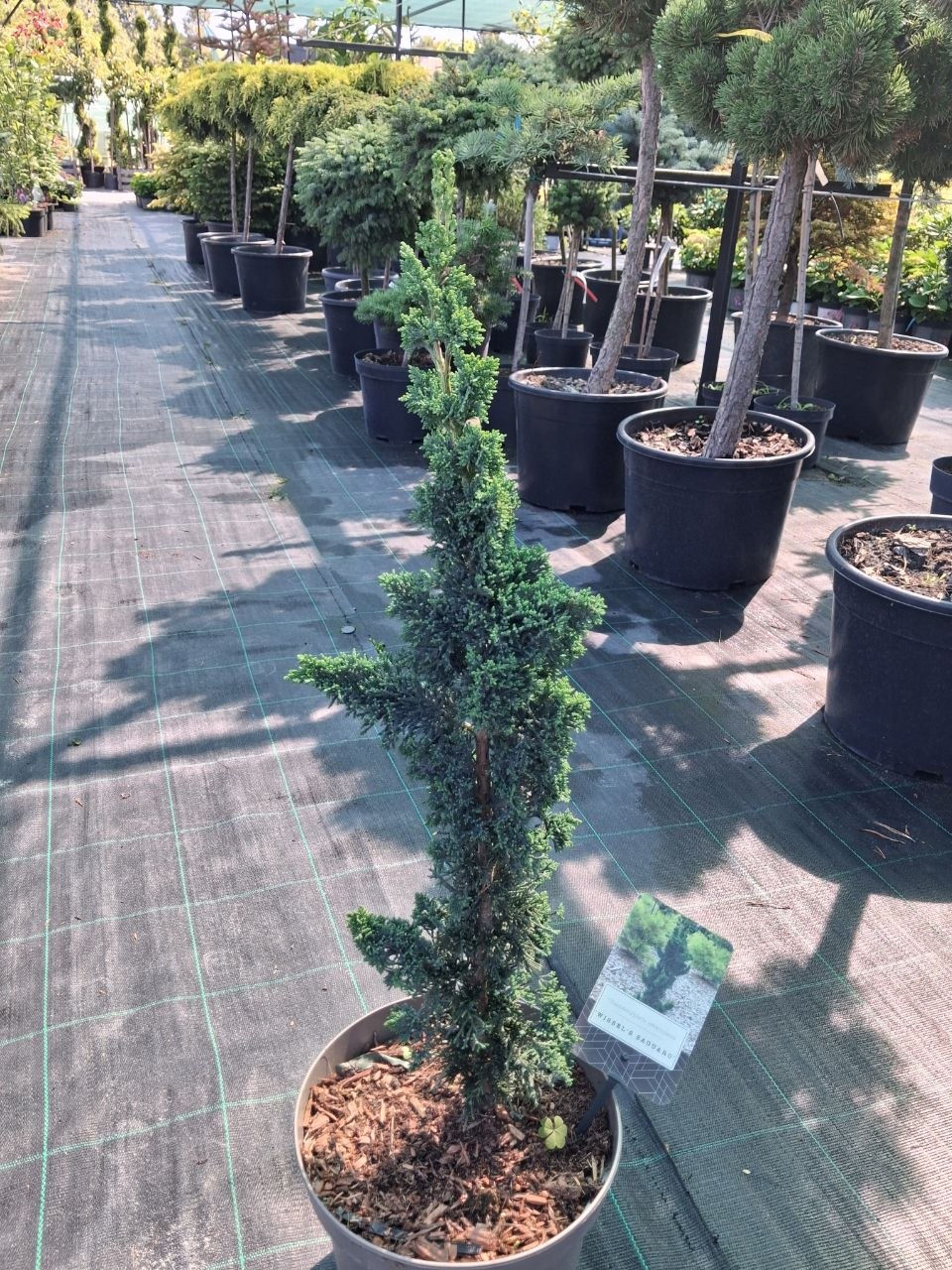 Кипарисовик тупий Сагуаро (Chamaecyparis obtusa Saguaro) 50-60 см