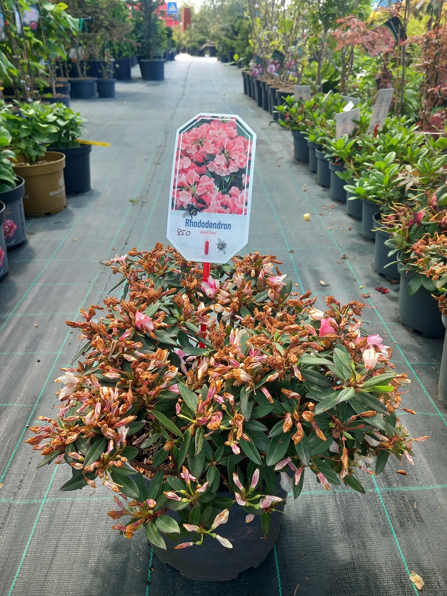 Рододендрон «Крихітна Бджілка» (Rhododendron 'Wee Bee') 30 cv