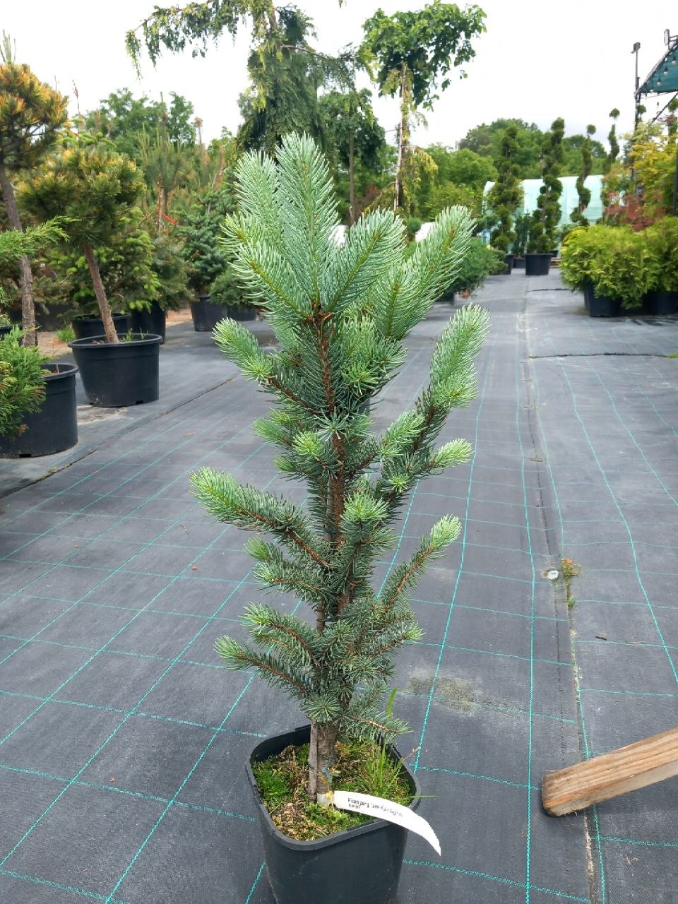 Ялина колюча Іселі Фастігіата (Picea pungens) 60 см