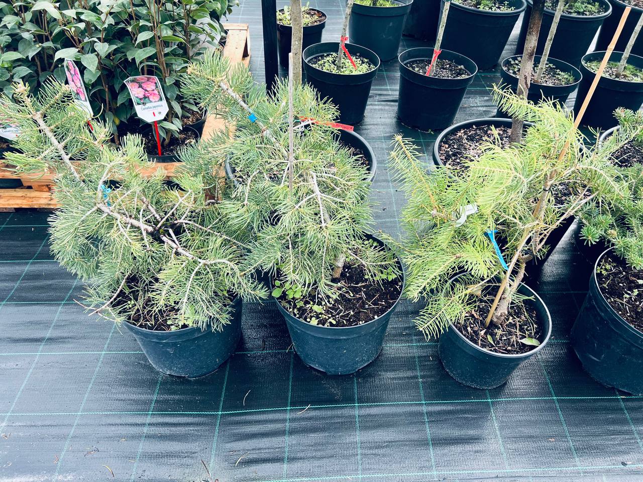 Abies concolor Aurea Abies concolor Aurea