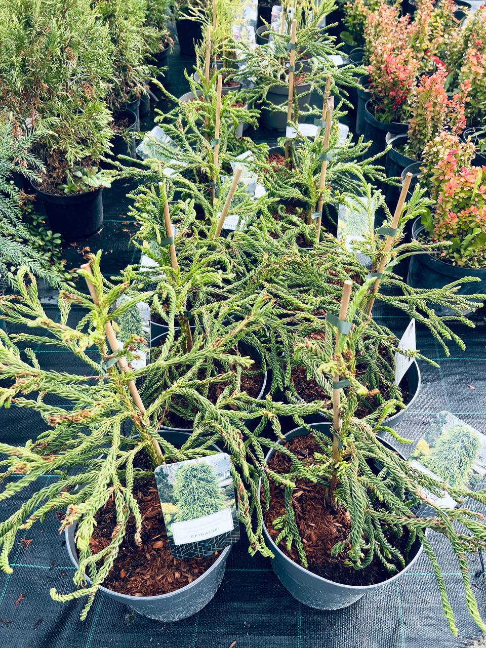 Cryptomeria japonica 'Spiralis' Криптомерія японська 'Spiralis'