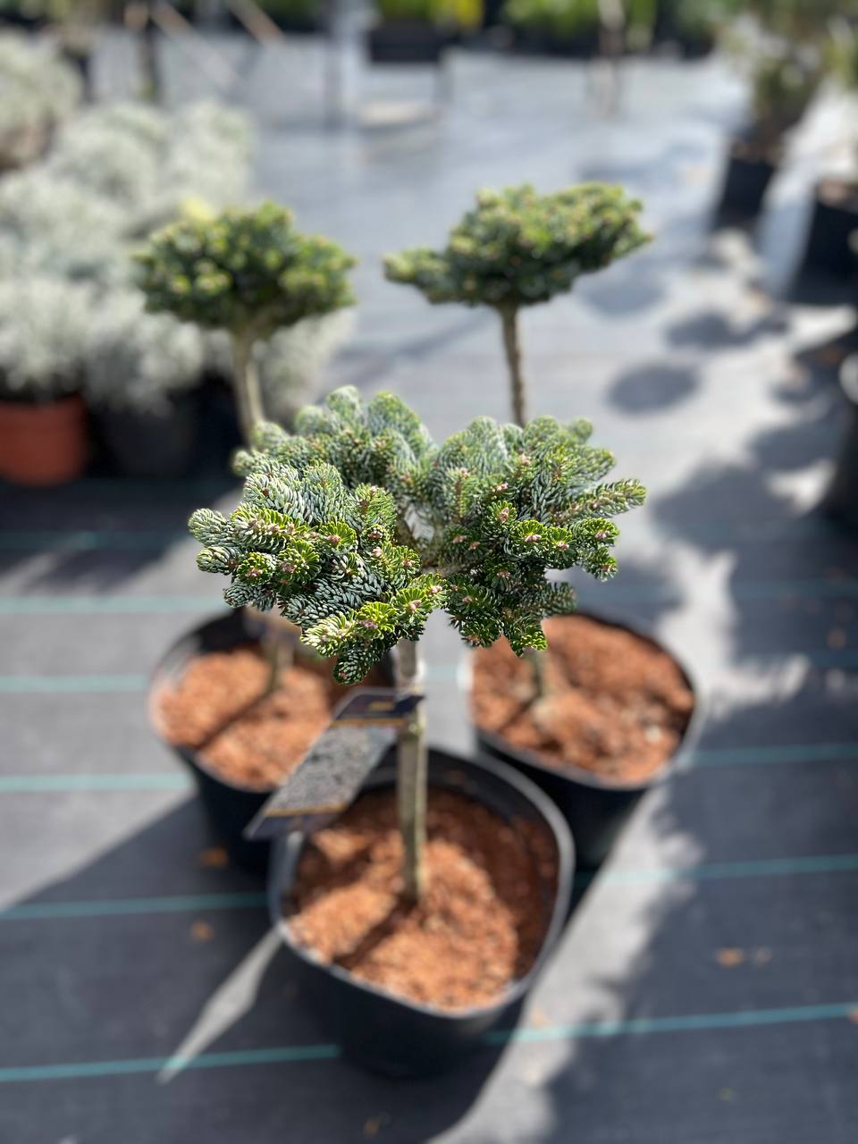 “Abies koreana Kohouts Icebreaker” на штамбі