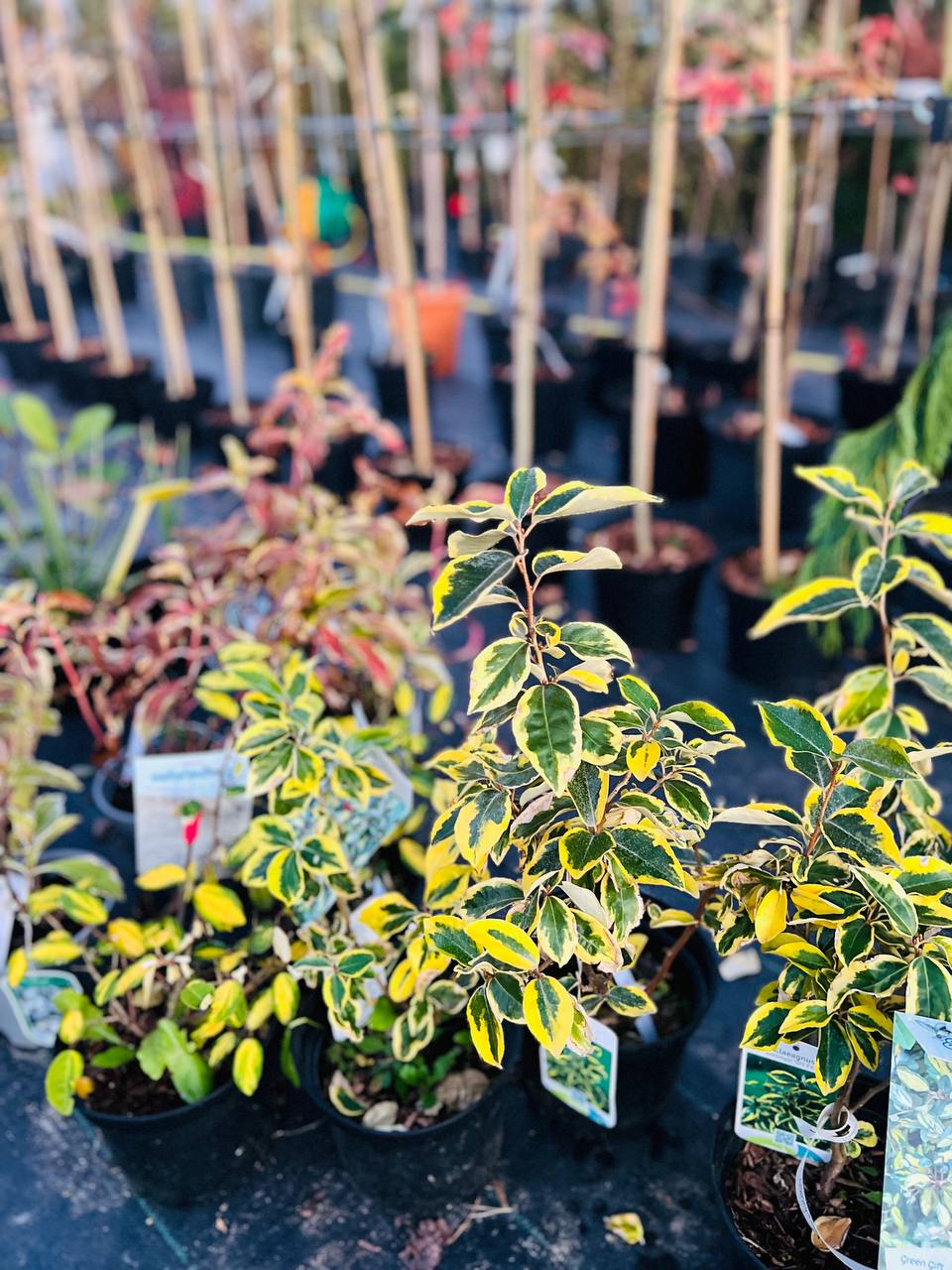 Клен Elaeagnus x ebbingei 150 см