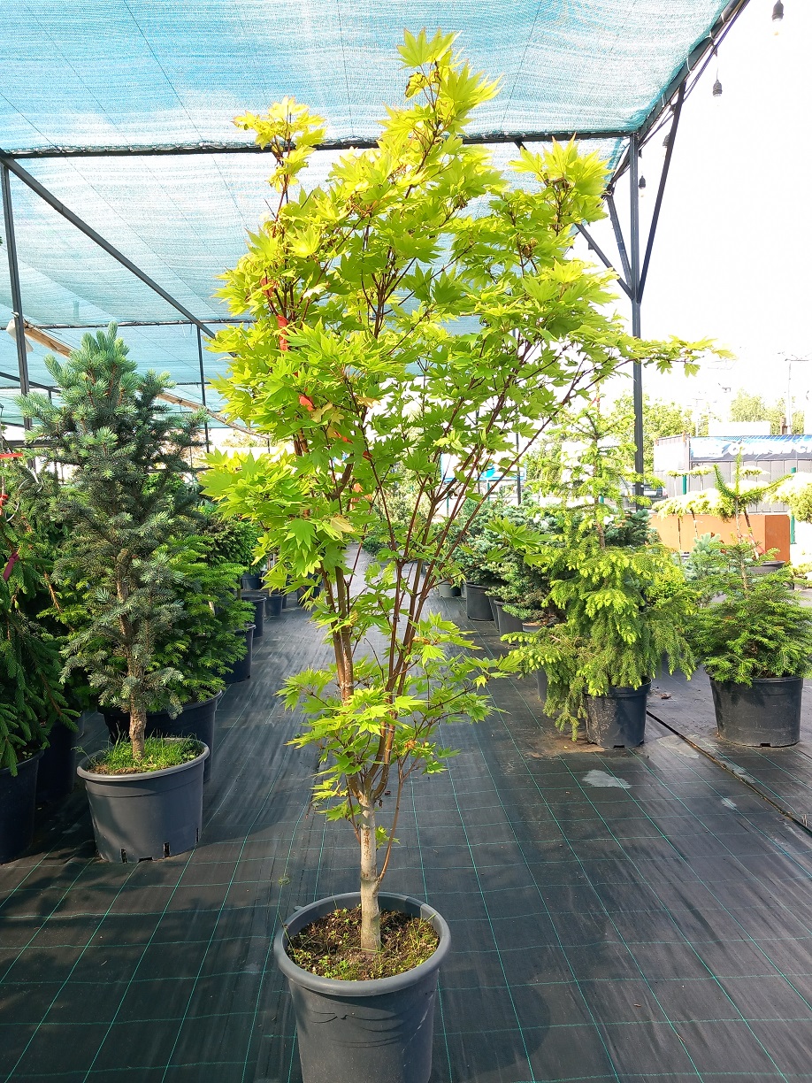 Клен ширасаванський «Джордан» (Acer shirasawanum 'Jordan') 140 см