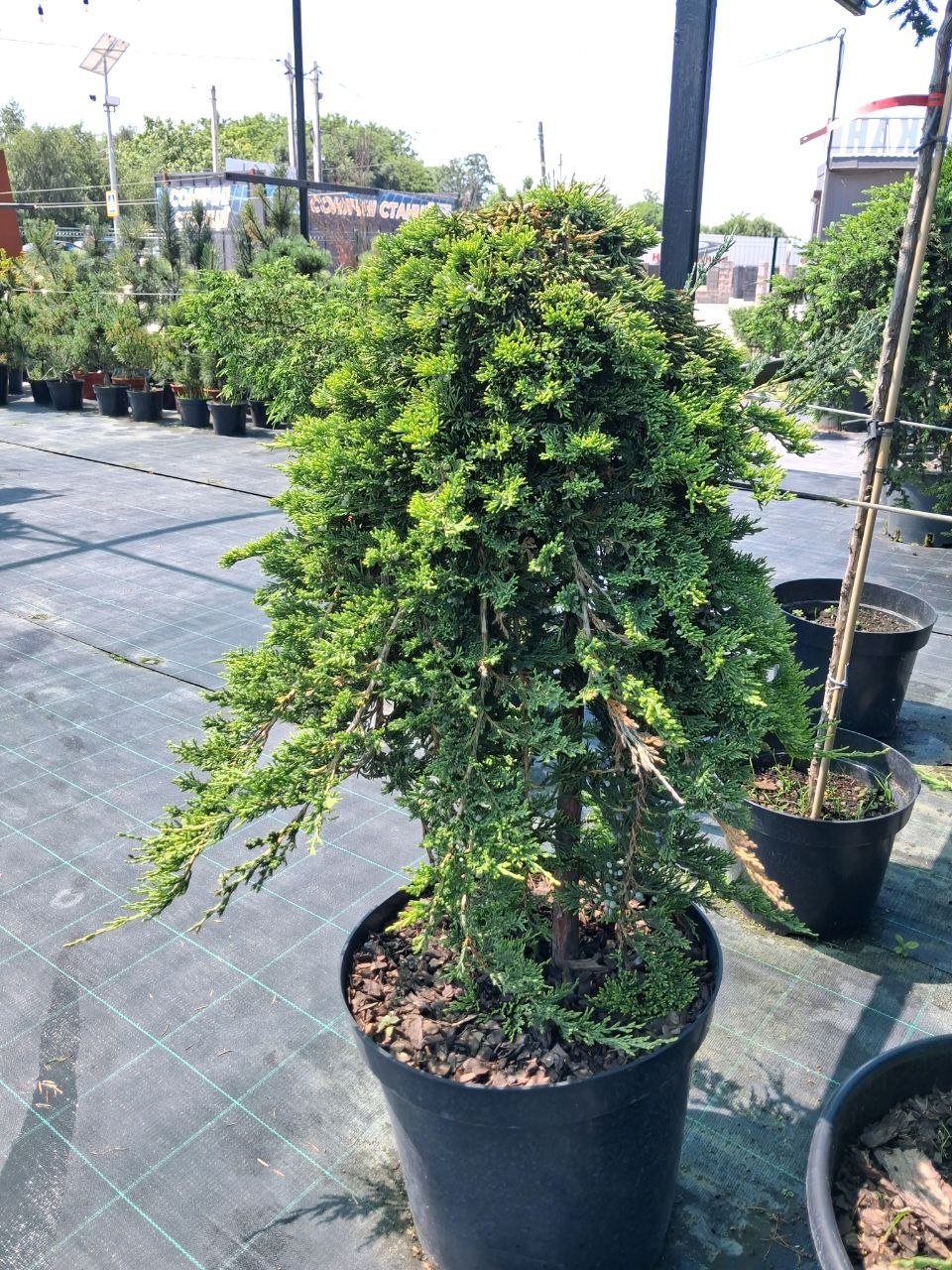 Ялівець звичайний Голд Карпет на штамбі (Juniperus communis Gold Carpet) 75 см