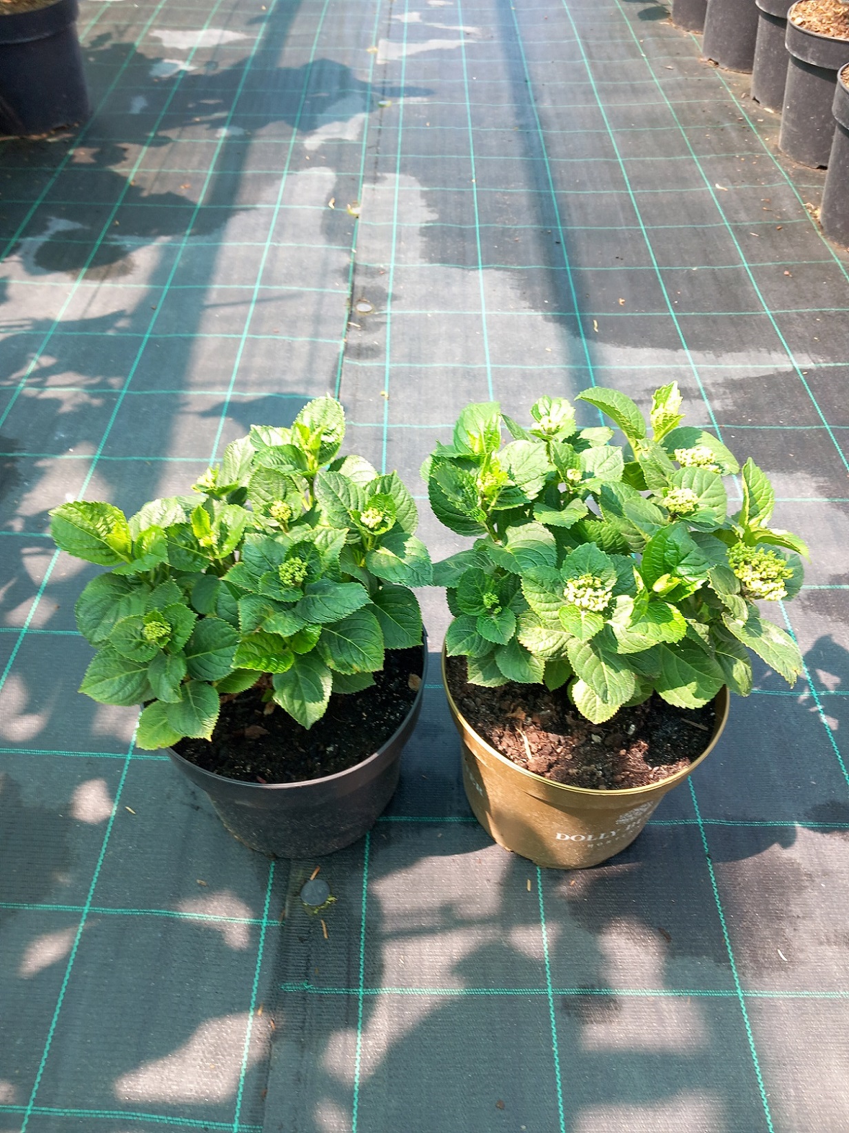 Гортензія великолисткова «Магічна Революція» (лат. Hydrangea macrophylla 'Magical Revolution') 25-30 см