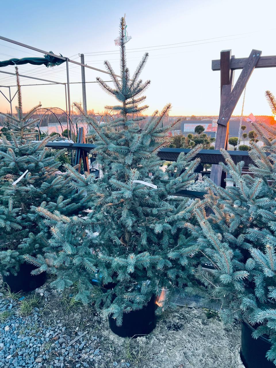 Ялина колюча блакитна Picea pungens Glauca Kaibab горщик 60л Н-200см